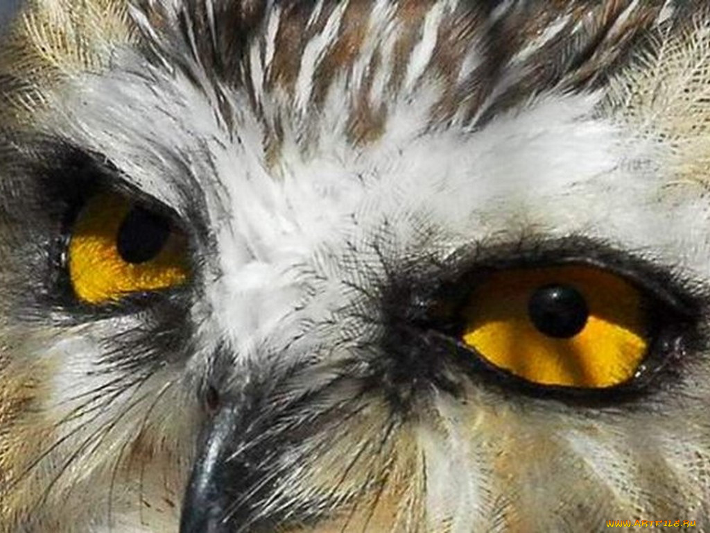 животные, совы