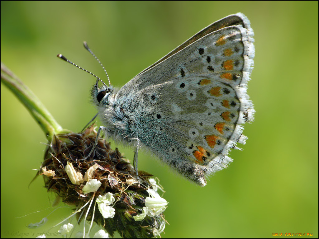 животные, бабочки