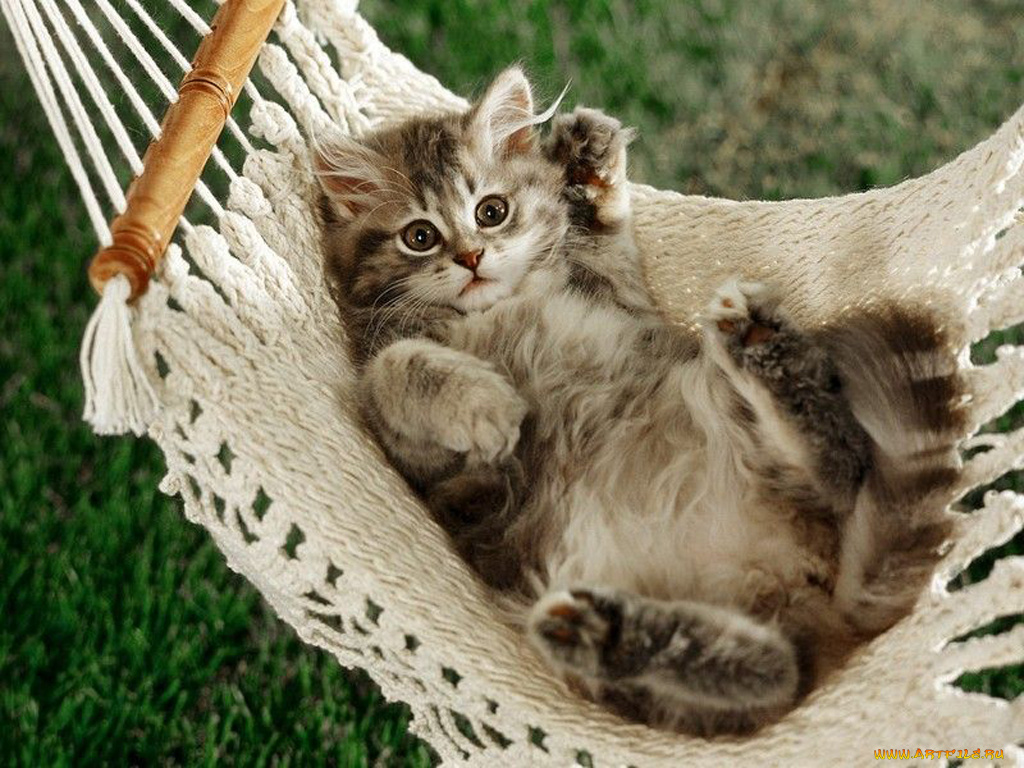 животные, коты