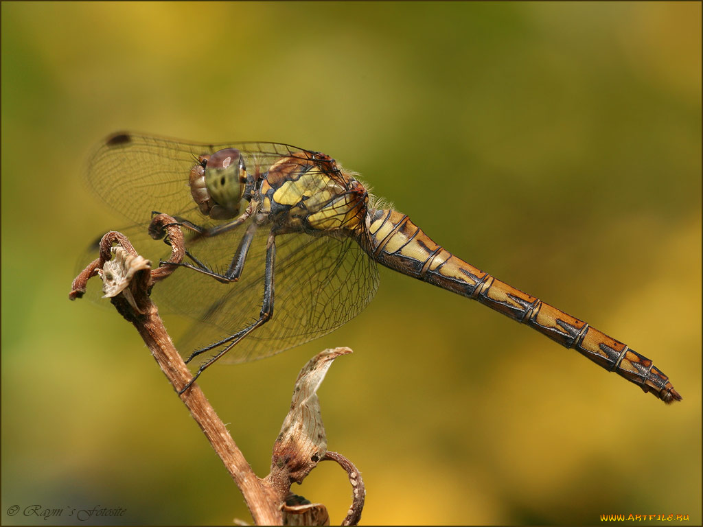 животные, стрекозы