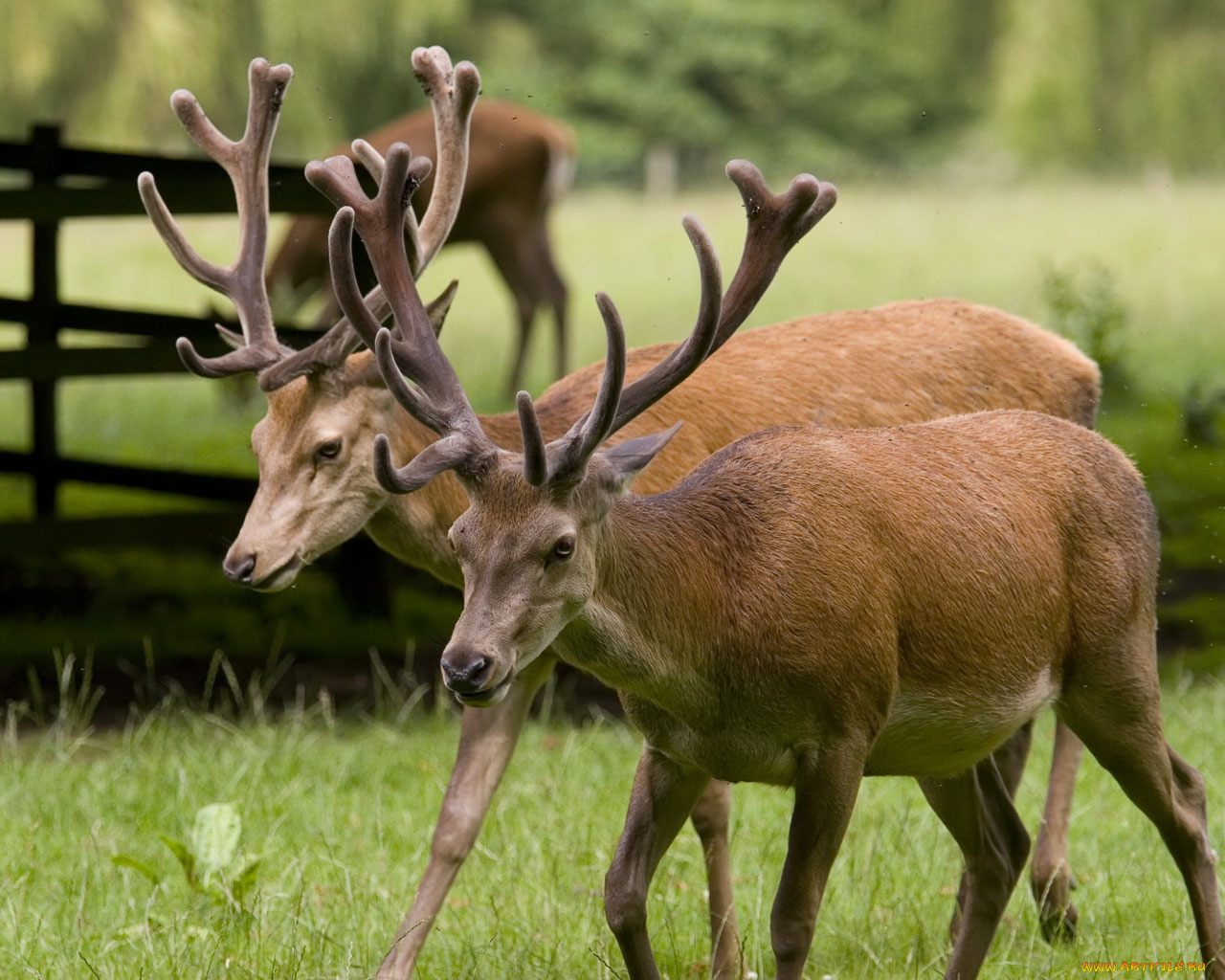 животные, олени