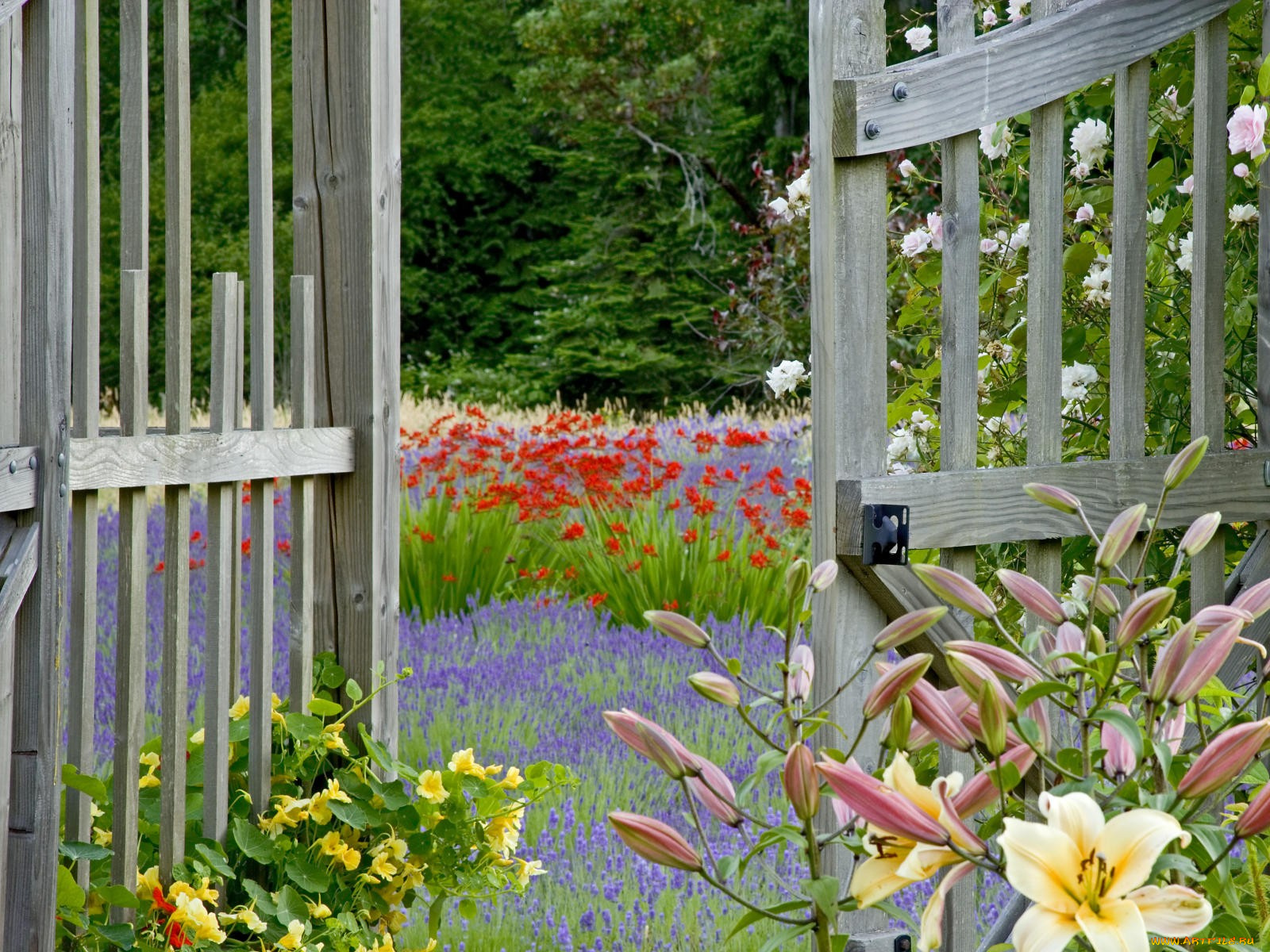 цветы, разные, вместе