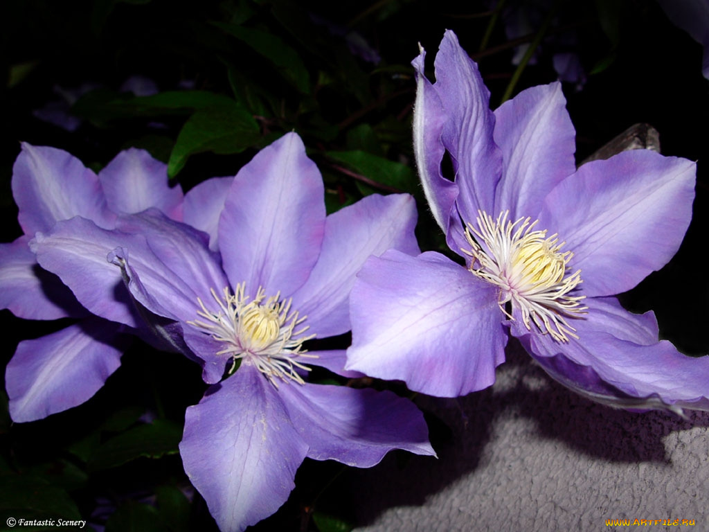 цветы, клематис, ломонос