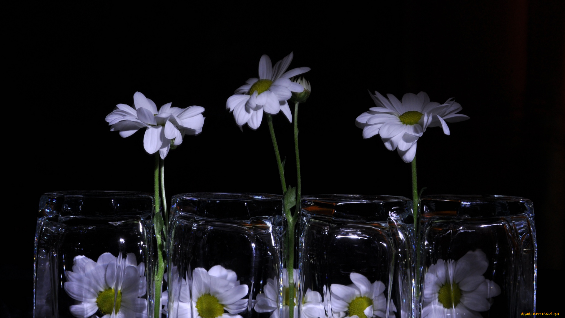 ludmila, dem777, любит, не, цветы, хризантемы