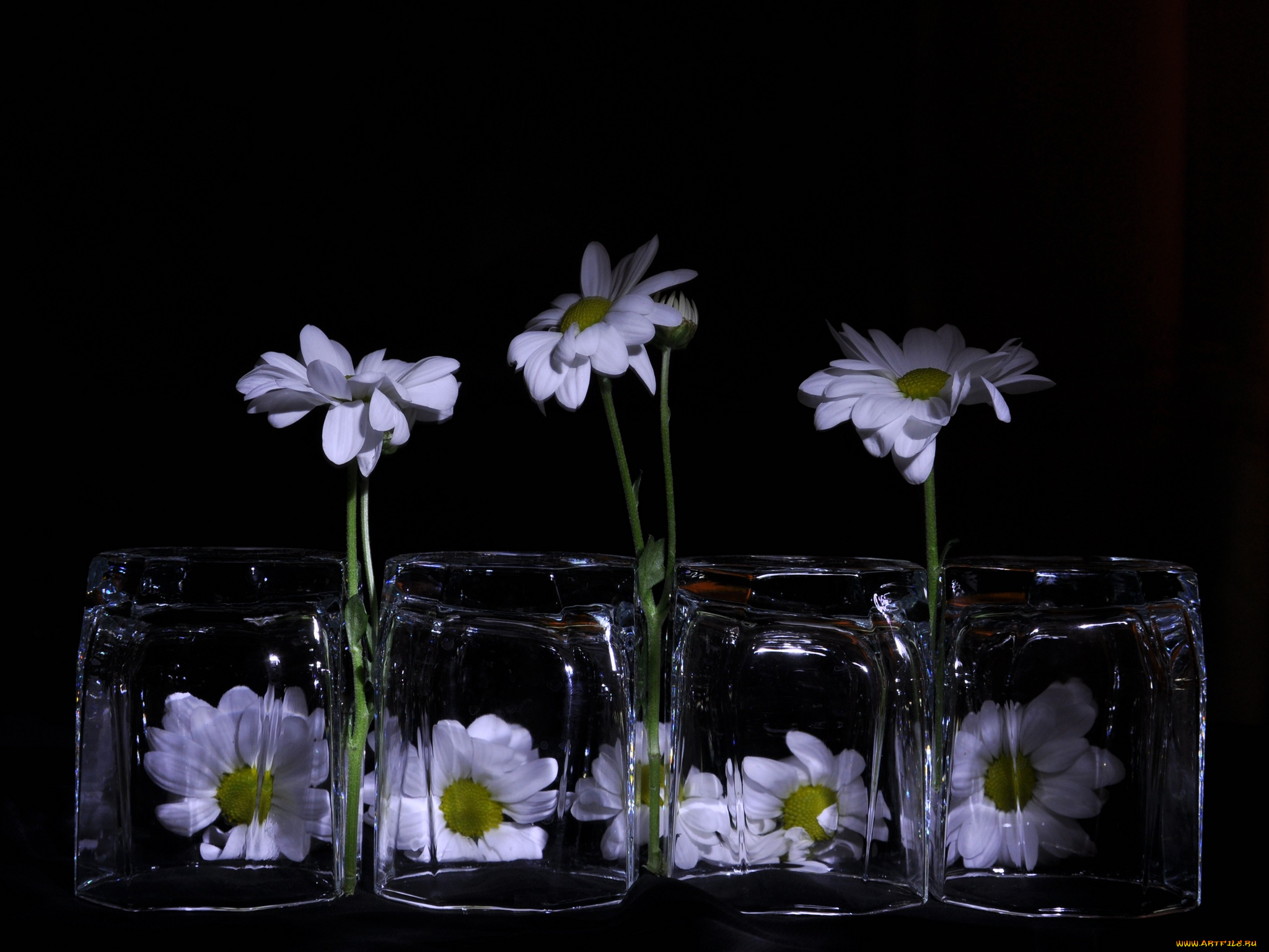 ludmila, dem777, любит, не, цветы, хризантемы