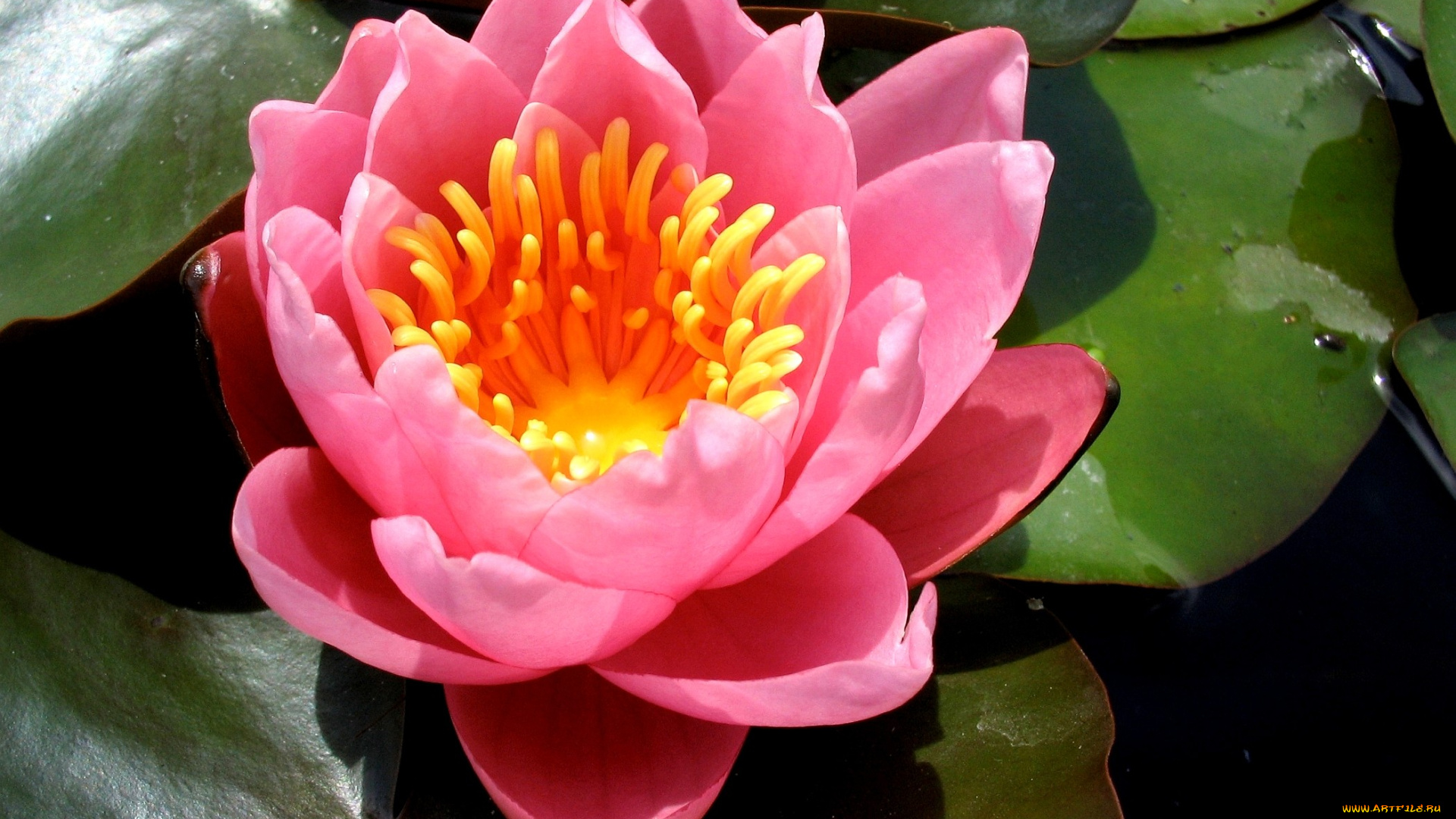 цветы, лилии, водяные, нимфеи, кувшинки, розовый, вода