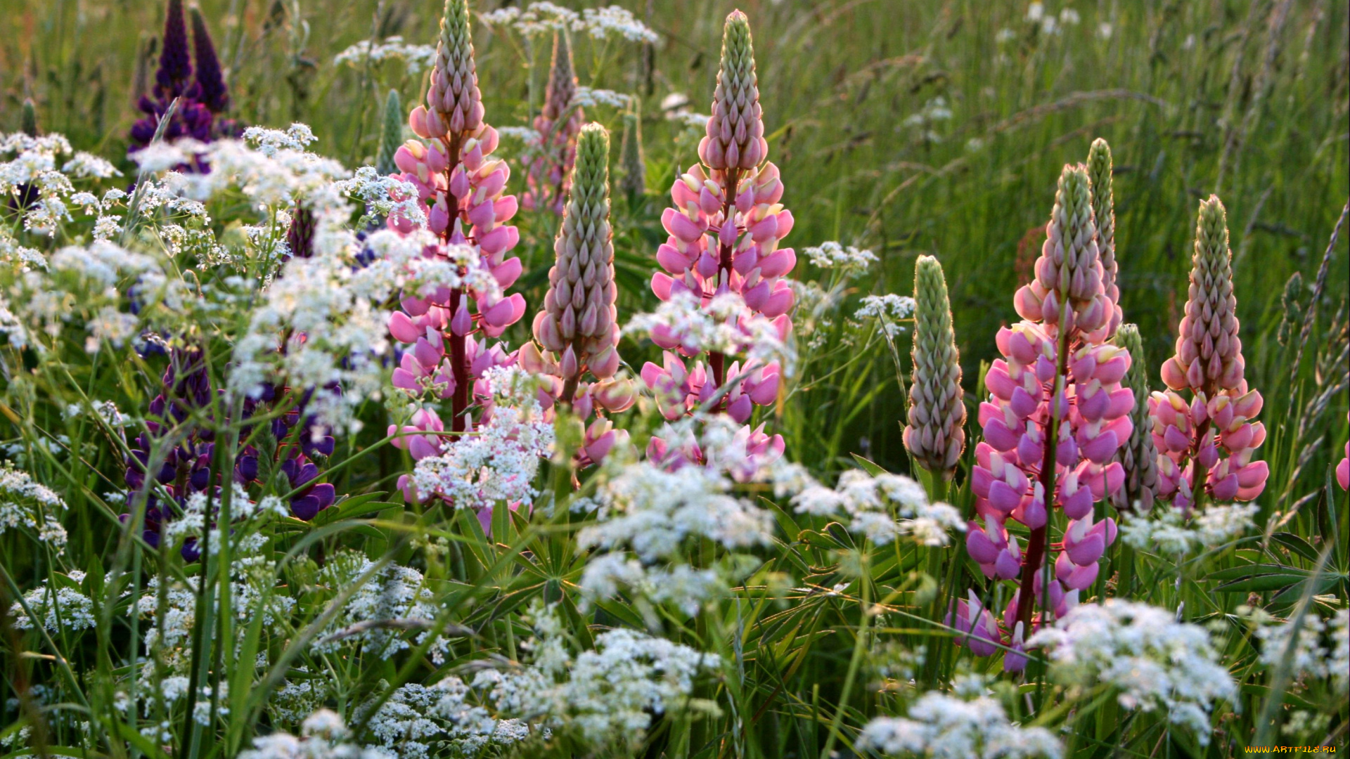 цветы, люпин, розовый, луг, белый