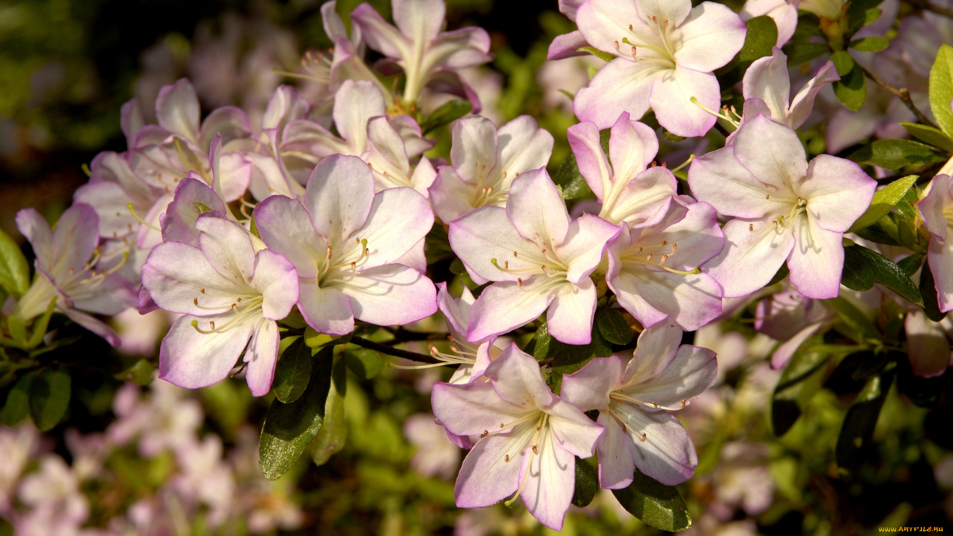 цветы, рододендроны, азалии, ветки, розовый, нежность