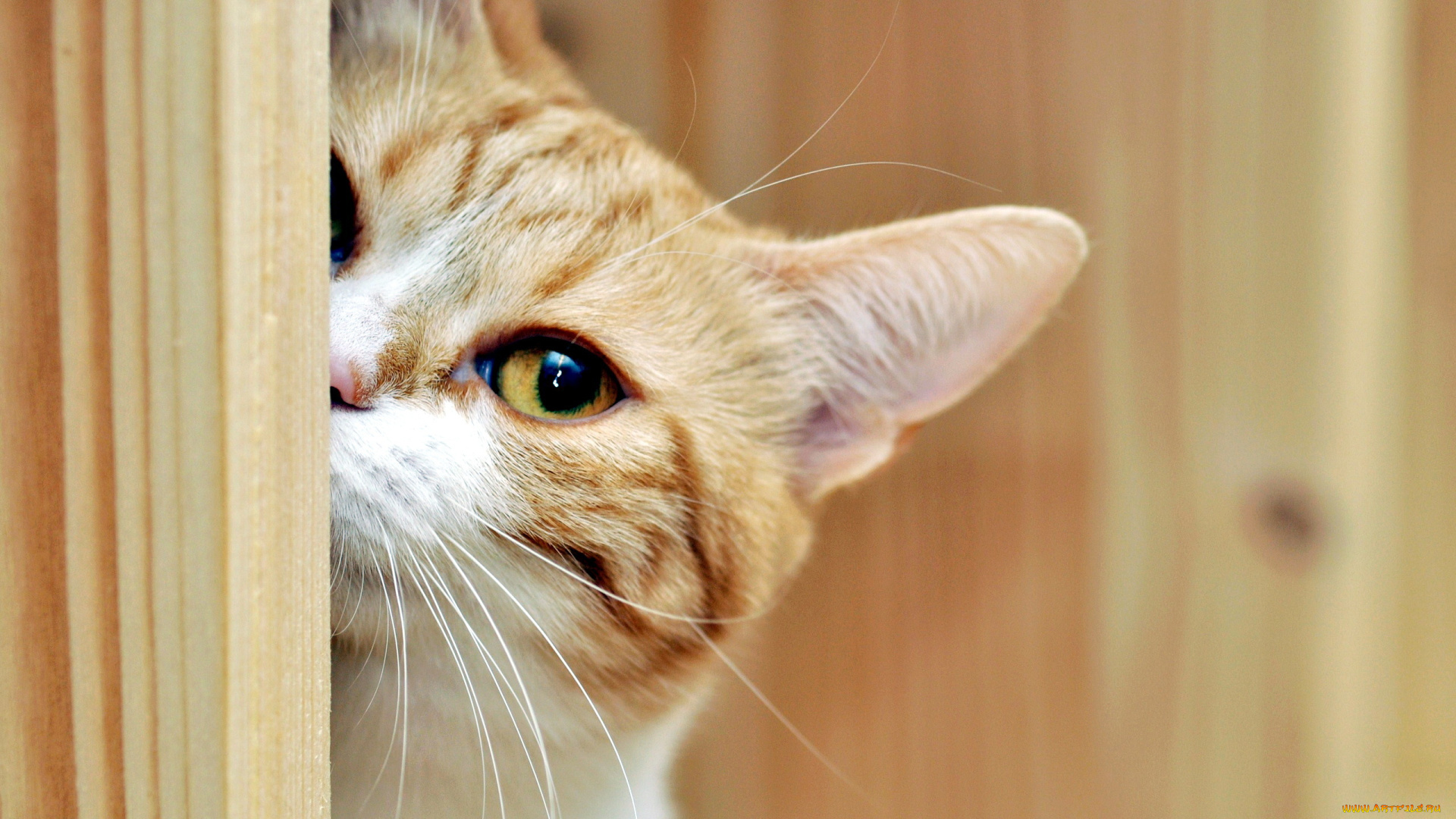 животные, коты, кошка, подглядывание, глаз