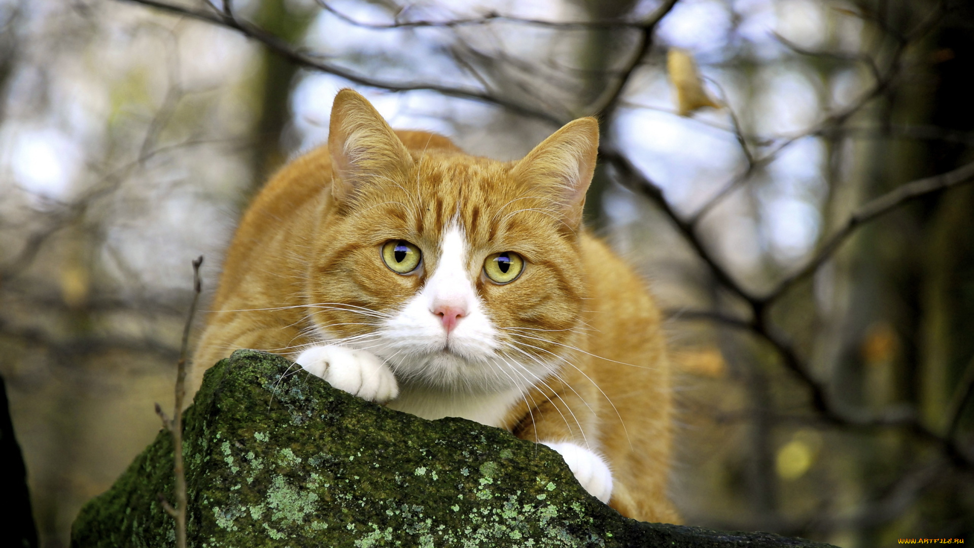 животные, коты, морда, рыжик, котик, взгляд