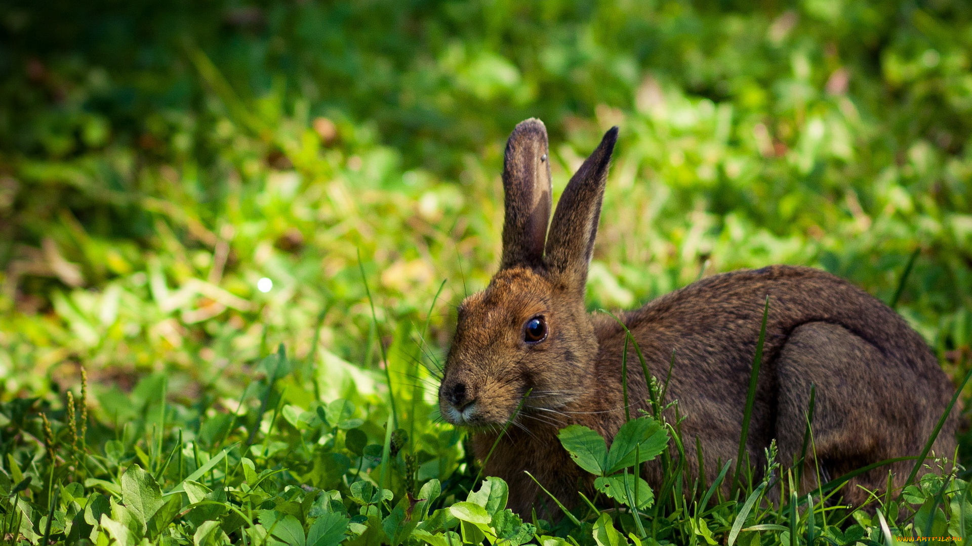 животные, кролики, зайцы, лето, трава, заяц