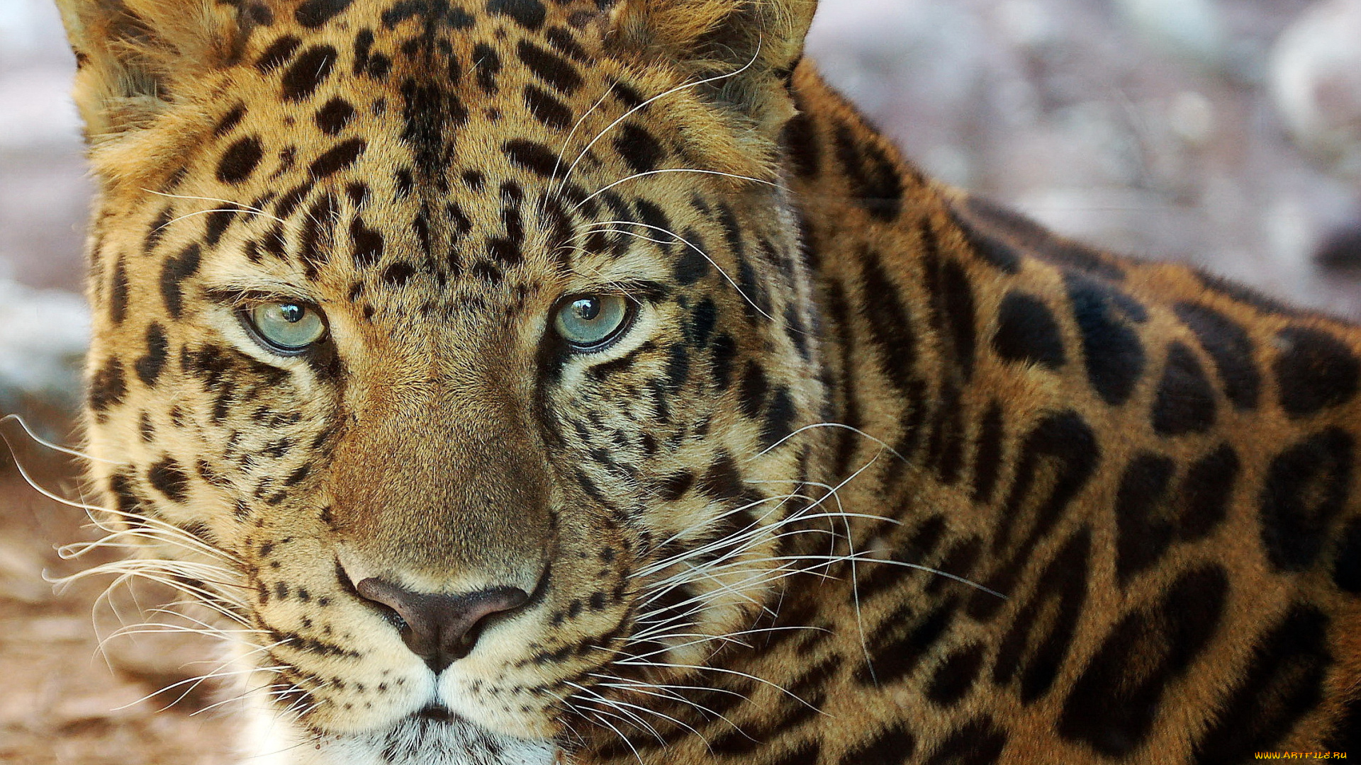 животные, леопарды, морда