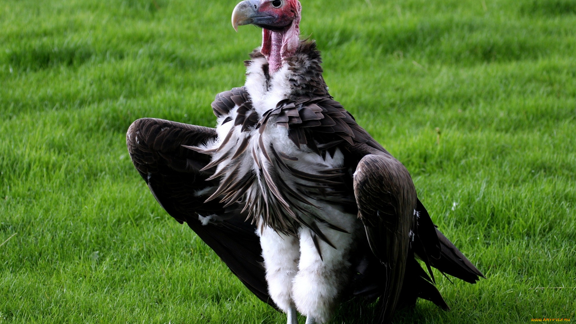 животные, птицы, хищники, стервятник, крылья, клюв