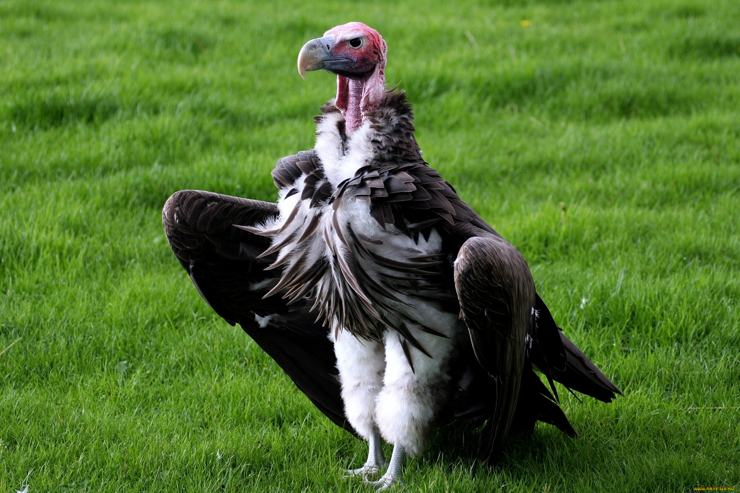 животные, птицы, хищники, стервятник, крылья, клюв