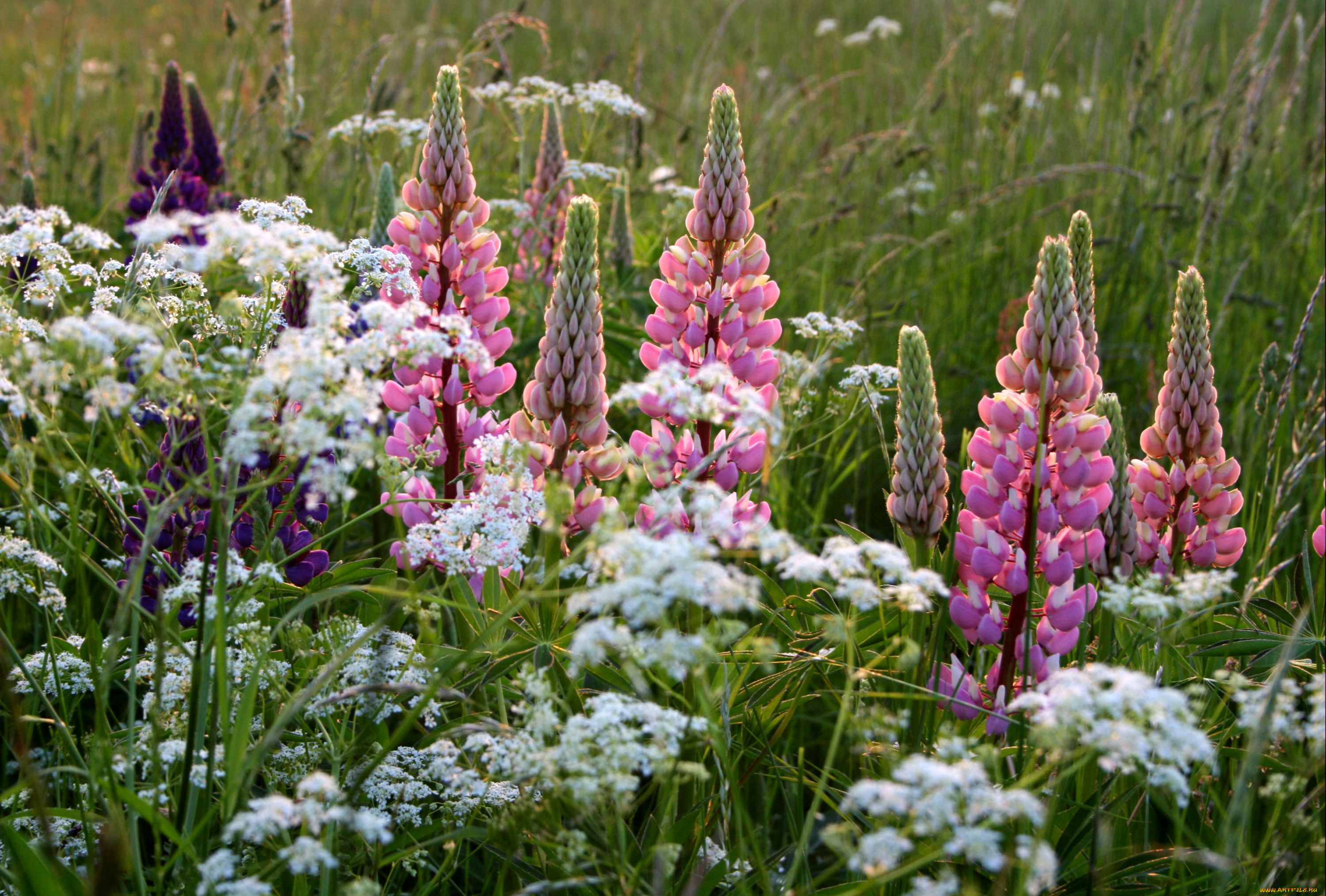 цветы, люпин, розовый, луг, белый