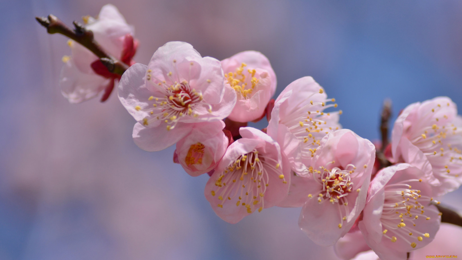 цветы, цветущие, деревья, , , кустарники, нежность, цветение, листья, розовая, камелия, ветка, цветок