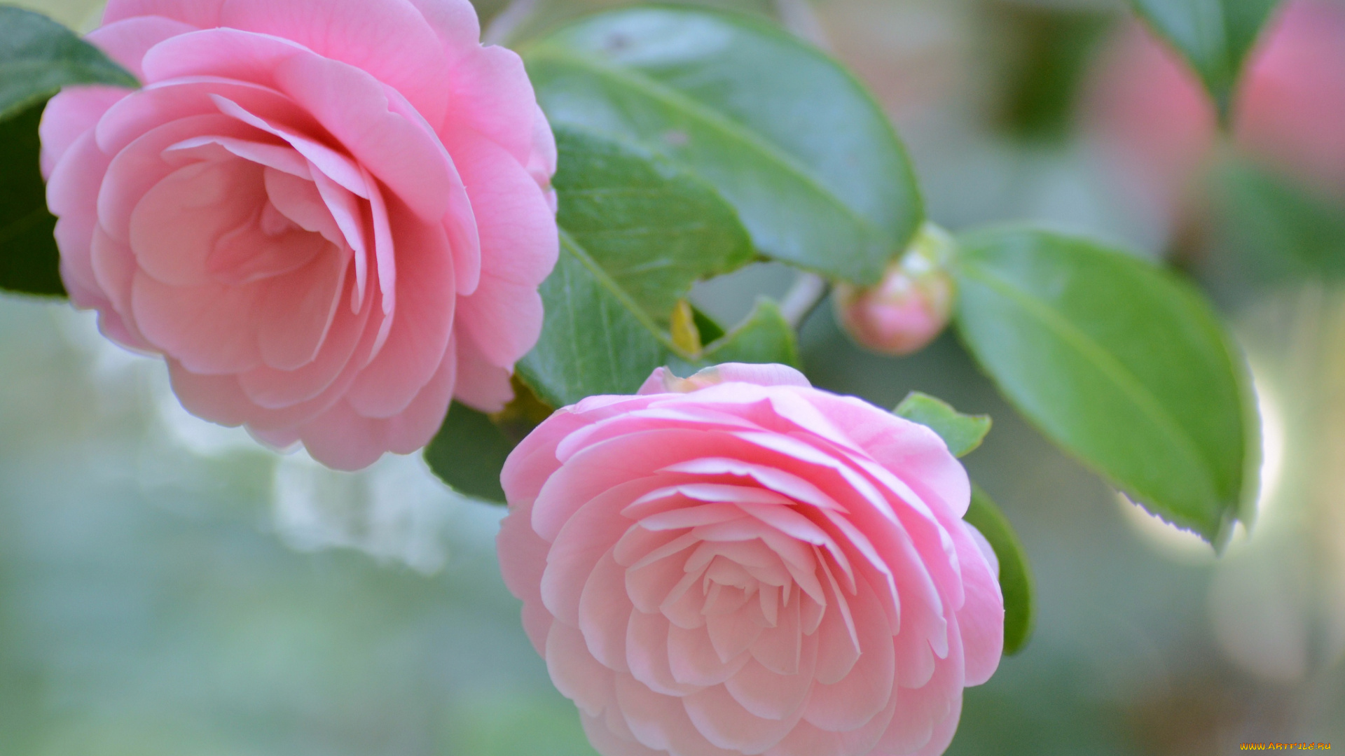 цветы, камелии, бутон, камелия, розовая, лепестки, листья, цветение, нежность