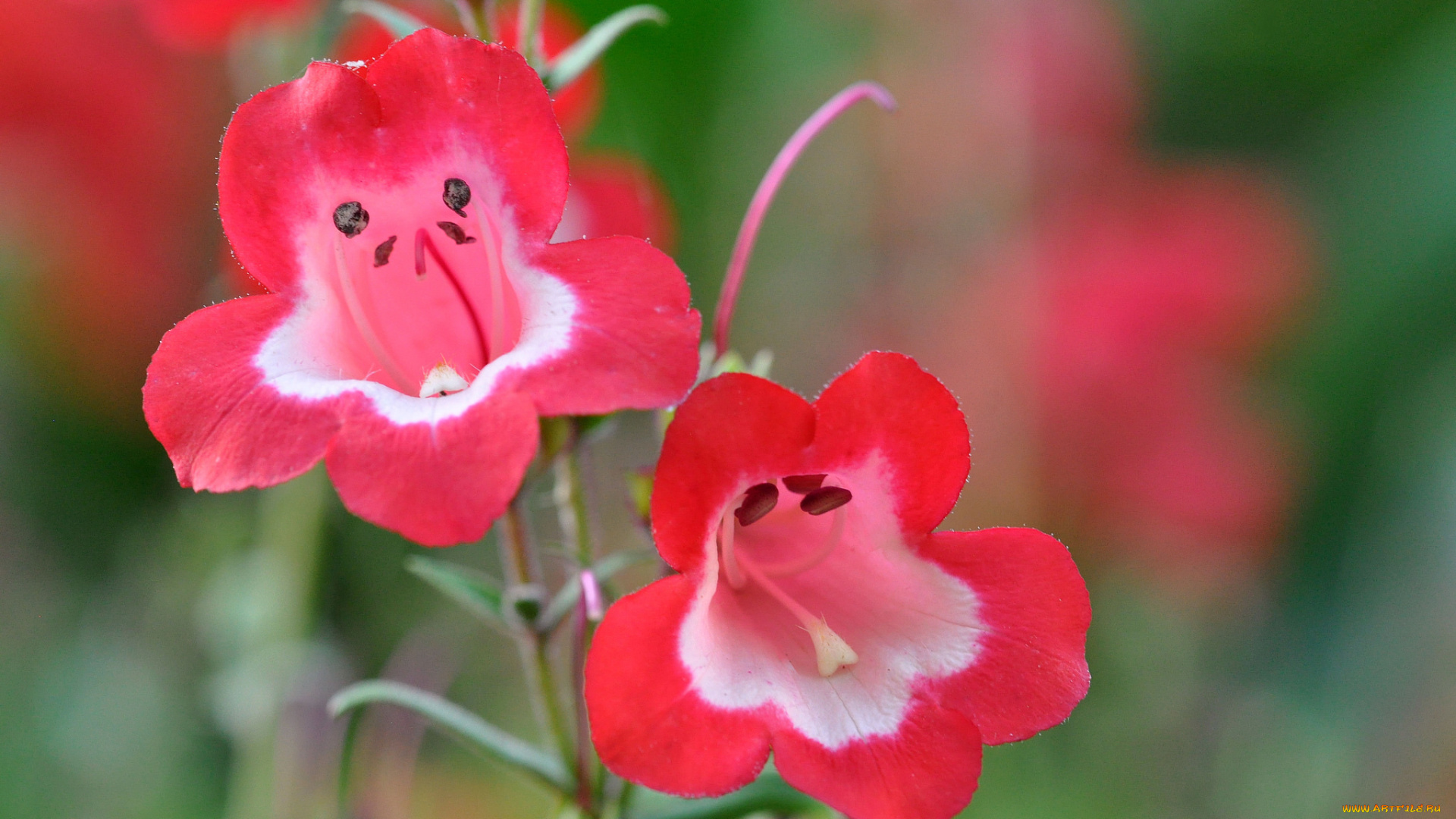 цветы, макро, стебель, соцветие, лепестки