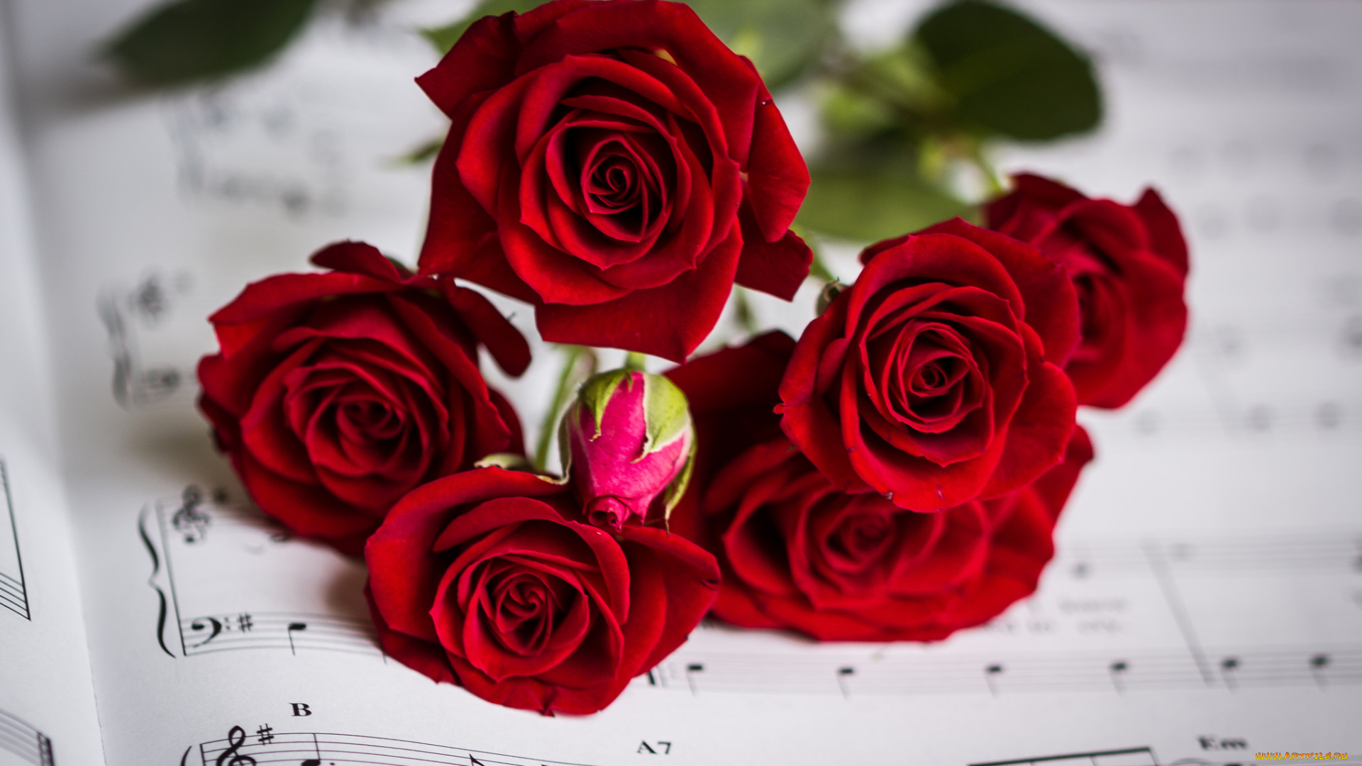 цветы, розы, bud, rose, цветение, petals, leaves, blossoms, роза, лепестки, бутон, листья