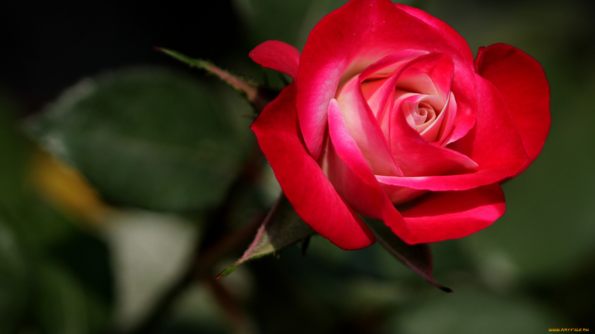 цветы, розы, лепестки, листья, rose, цветение, bud, blossoms, leaves, petals, роза, бутон