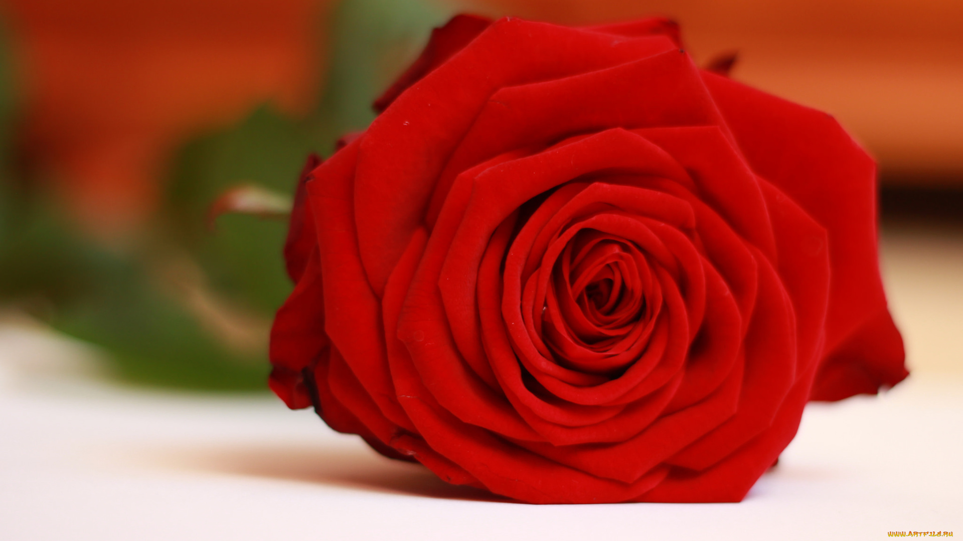 цветы, розы, розовая, роза, цветение, лепестки, листья