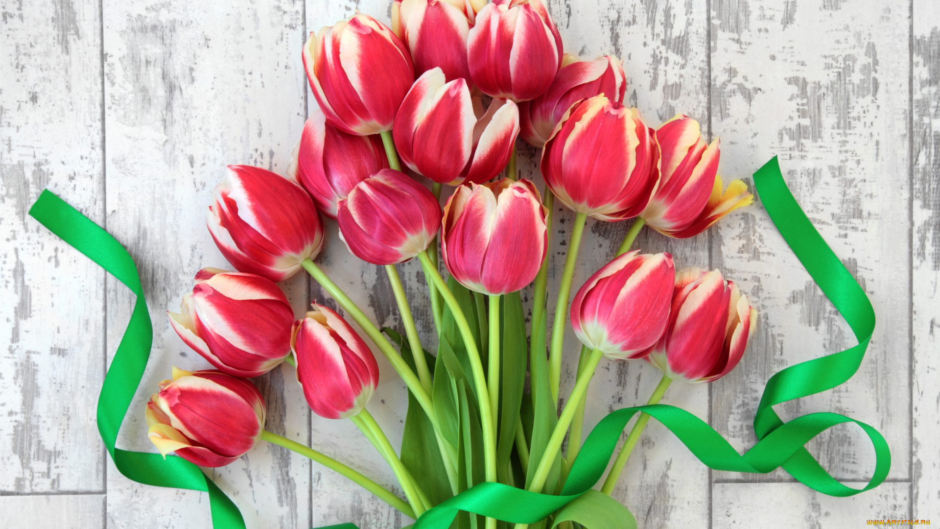 цветы, тюльпаны, лента