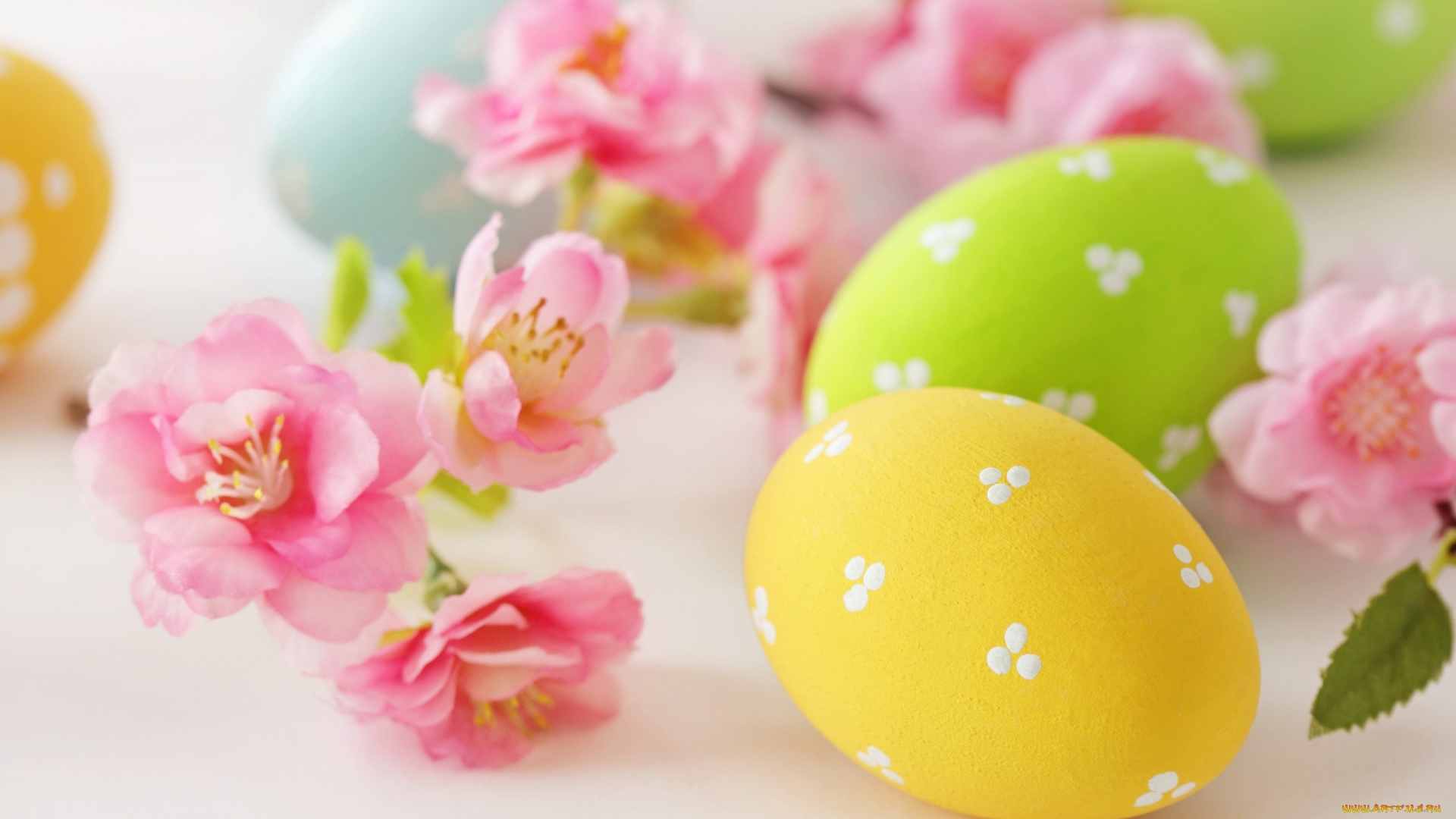 праздничные, пасха, flowers, eggs, easter, яйца, цветы, delicate