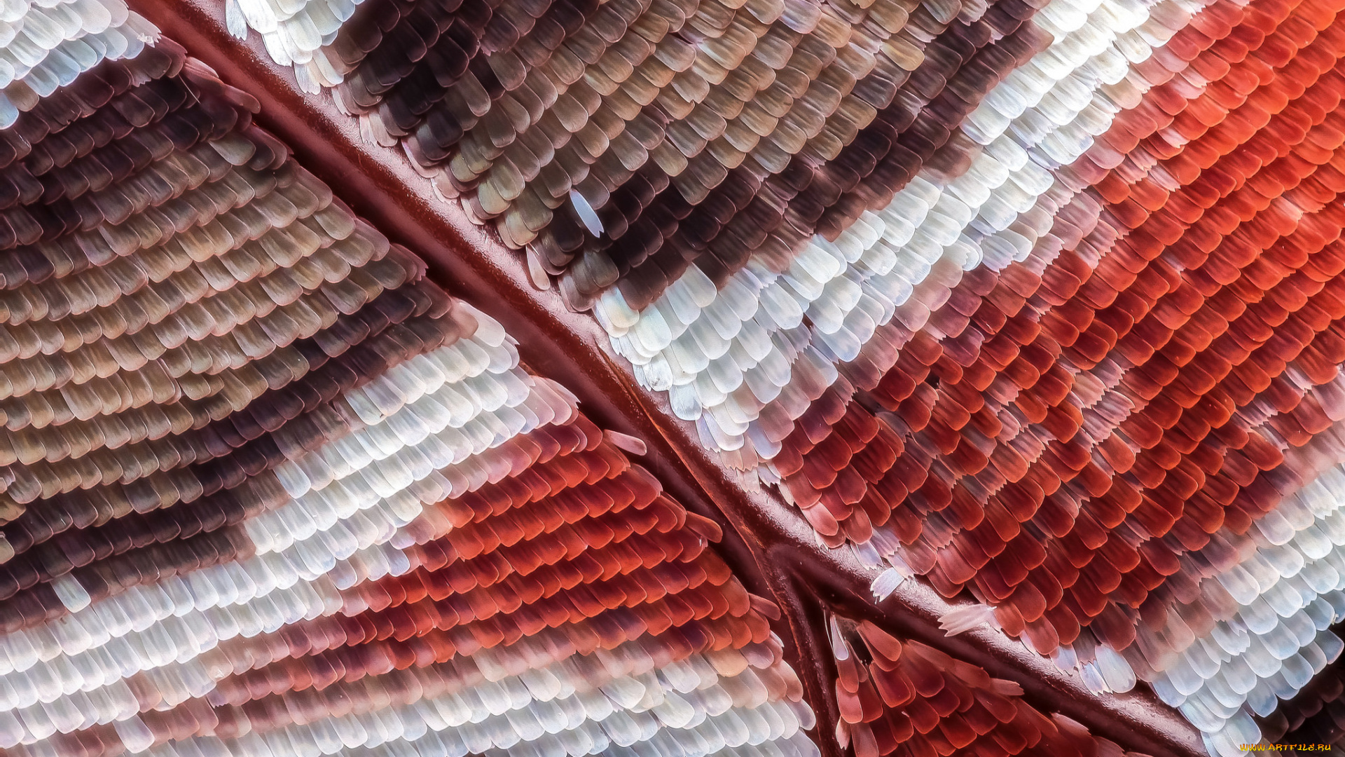 разное, текстуры, чешуйки, макро, бабочка, крыло