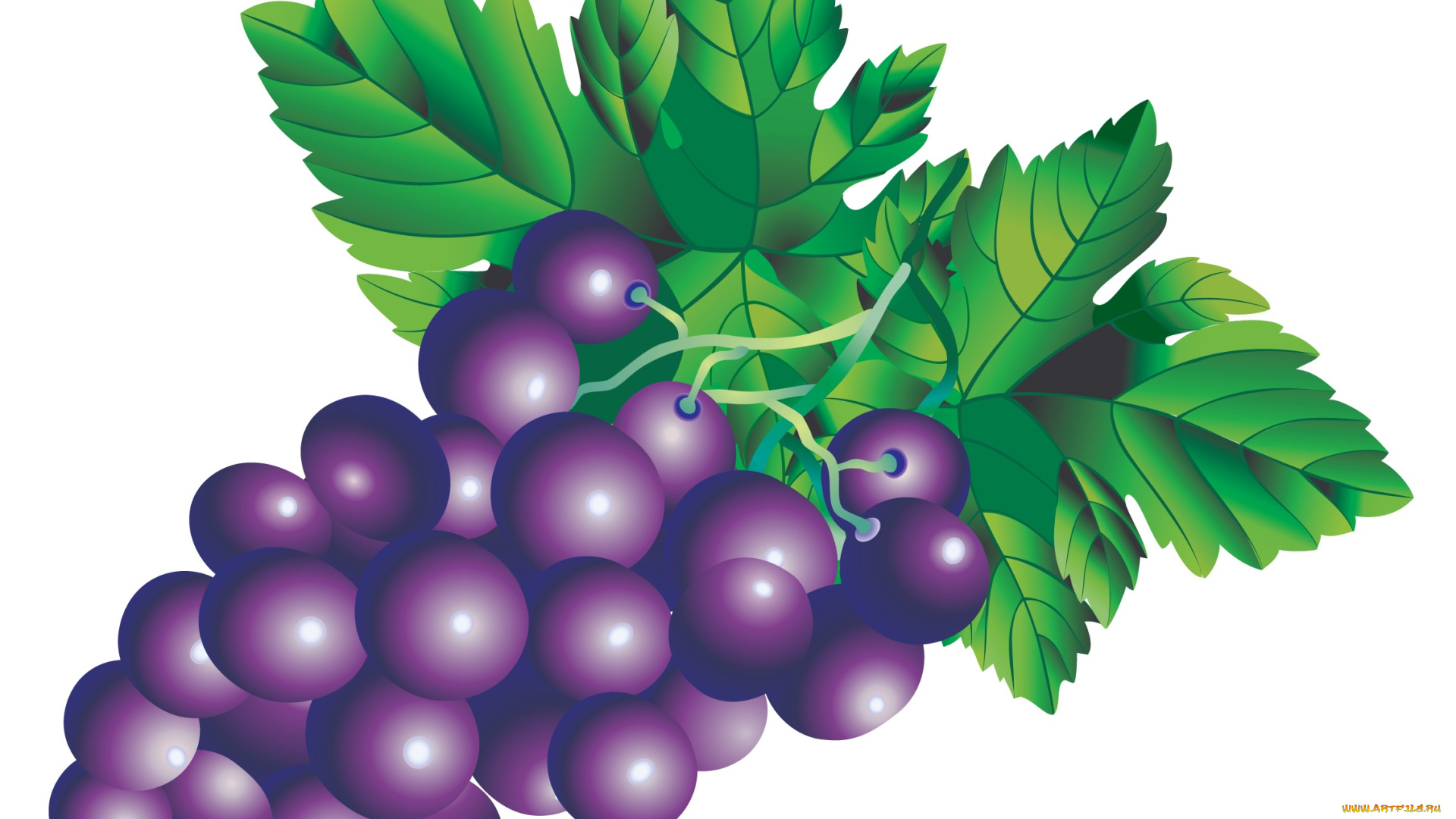векторная, графика, еда, листья, лоза, виноград