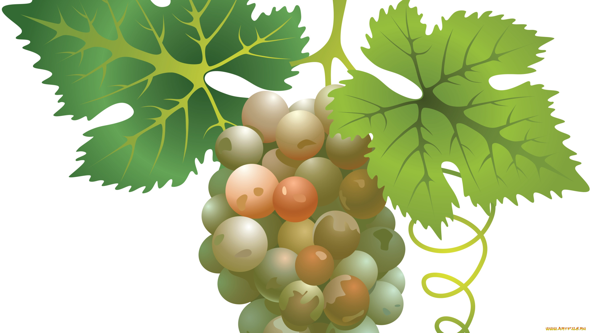 векторная, графика, еда, листья, лоза, виноград