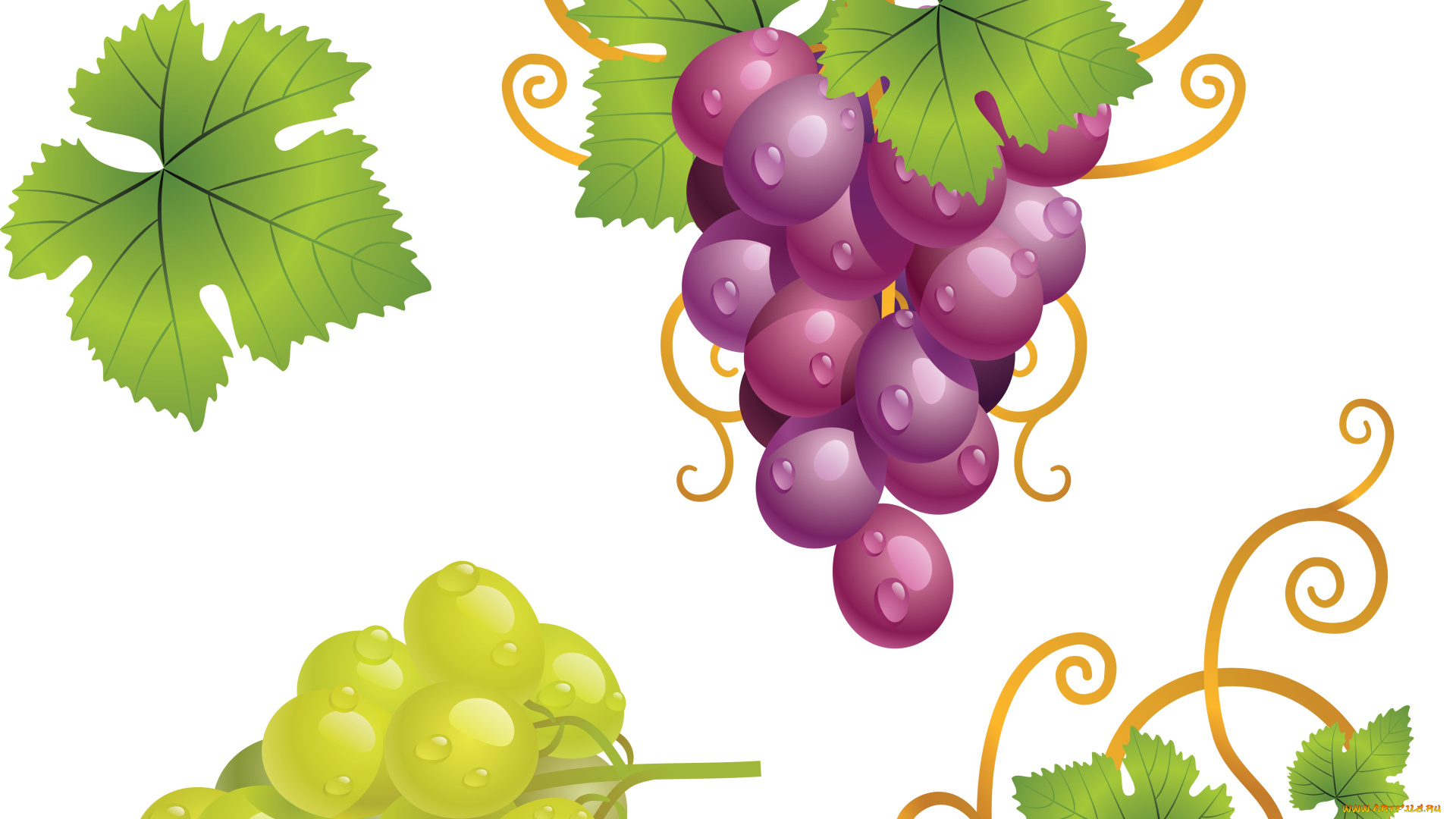 векторная, графика, еда, листья, виноград, лоза