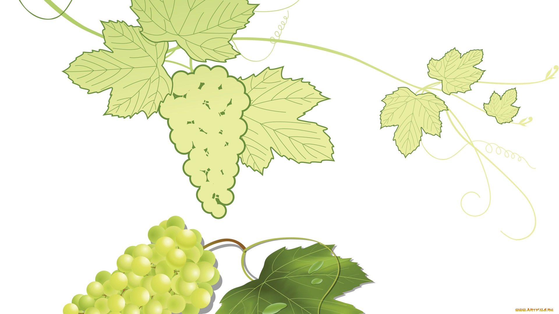 векторная, графика, еда, листья, виноград, лоза