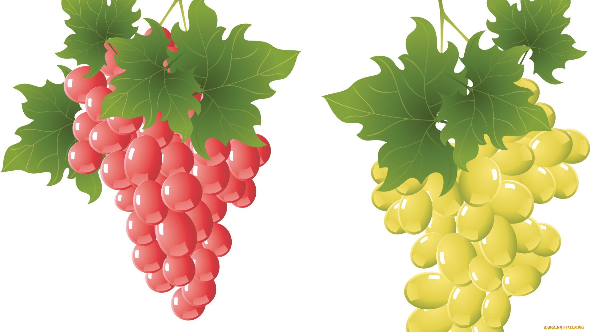 векторная, графика, еда, лоза, виноград, листья