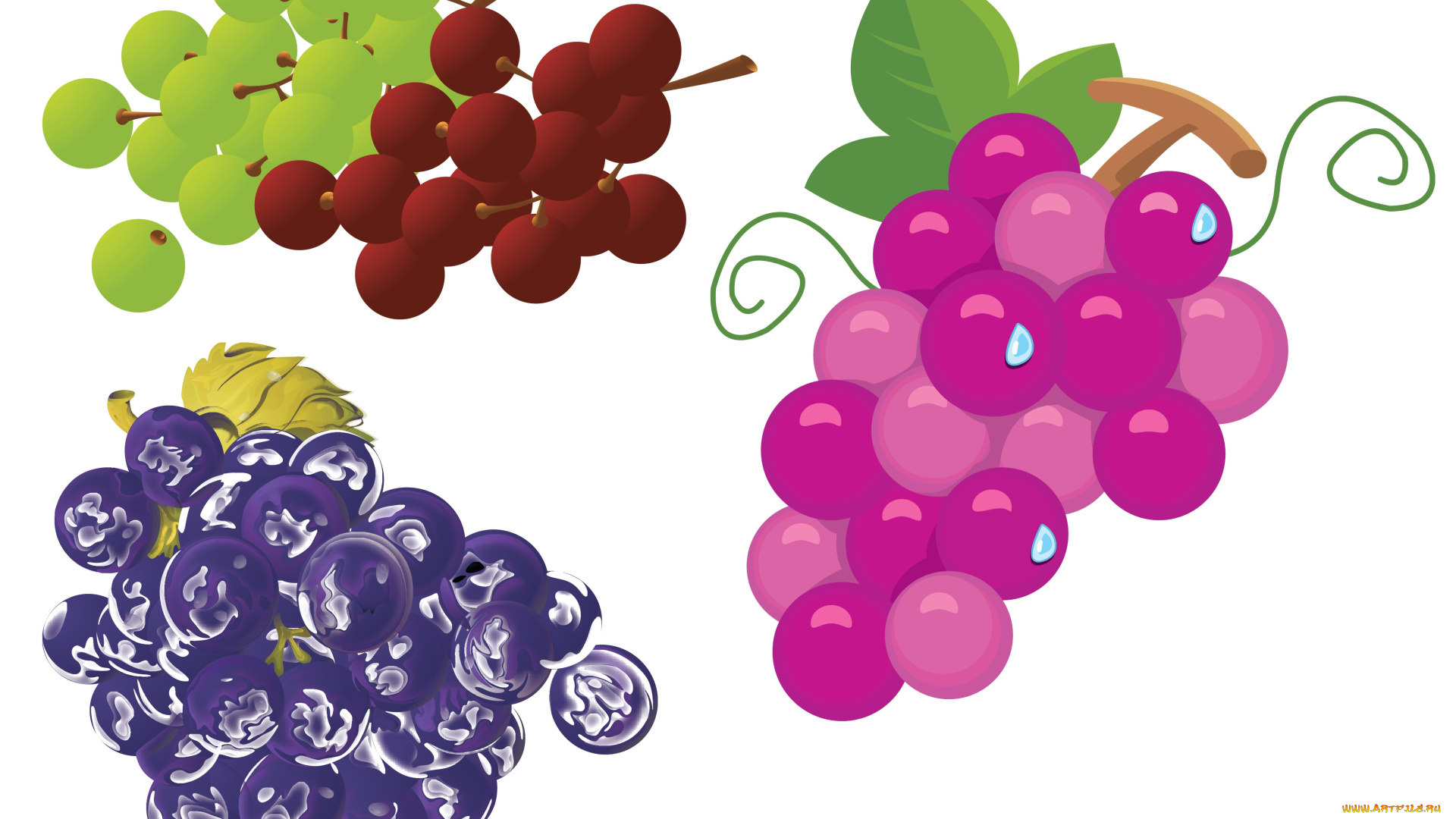 векторная, графика, еда, лоза, виноград, листья