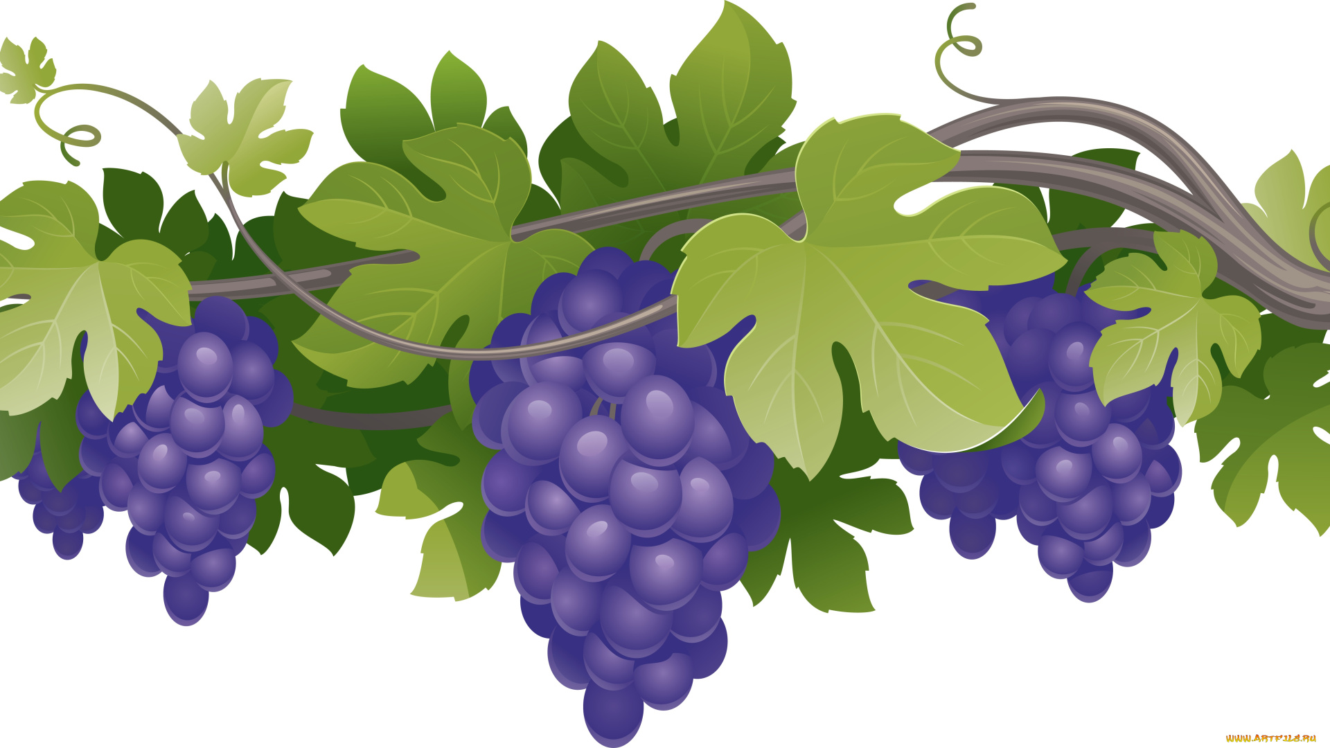 векторная, графика, еда, лоза, виноград, листья