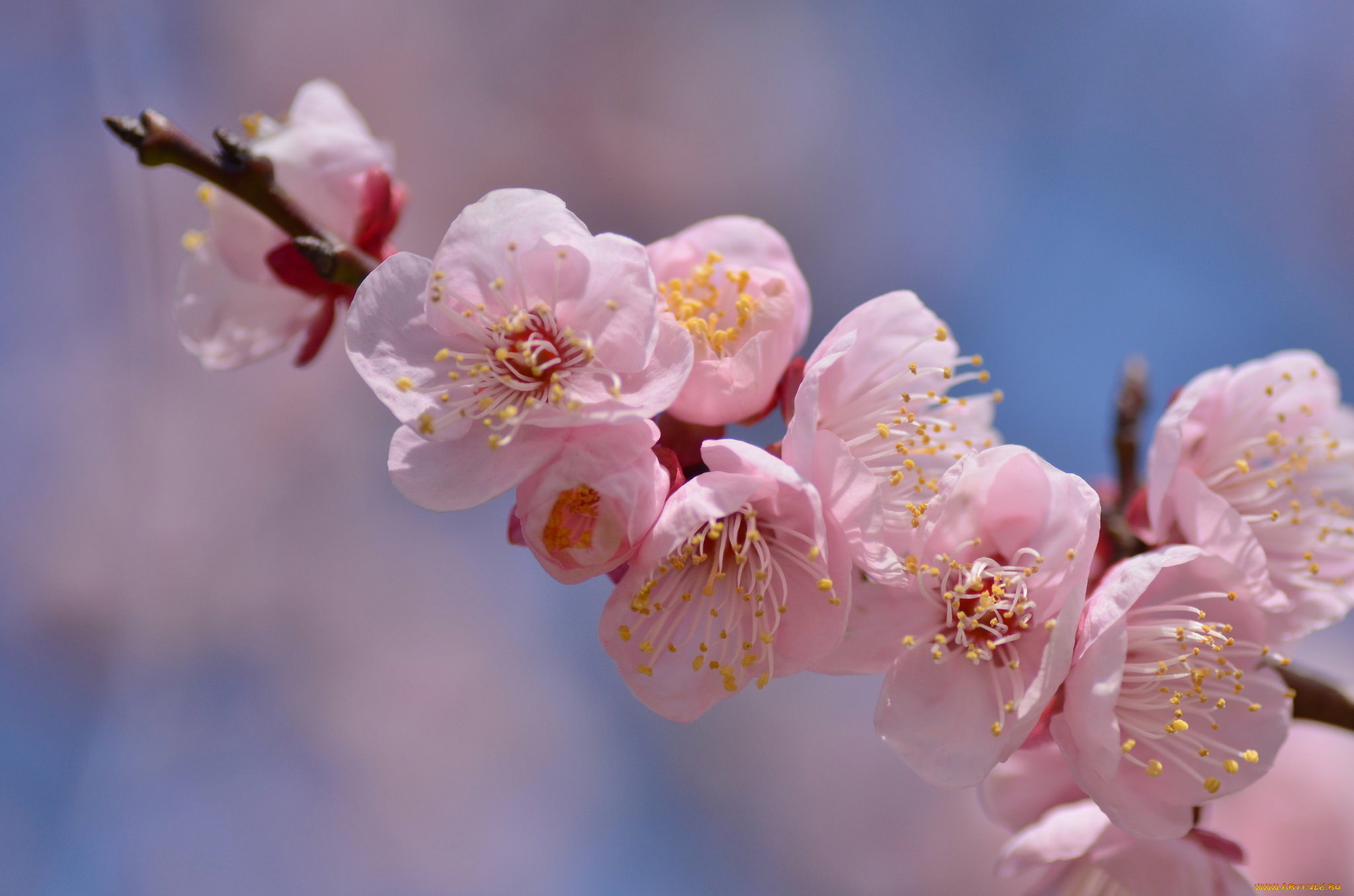 цветы, цветущие, деревья, , , кустарники, нежность, цветение, листья, розовая, камелия, ветка, цветок