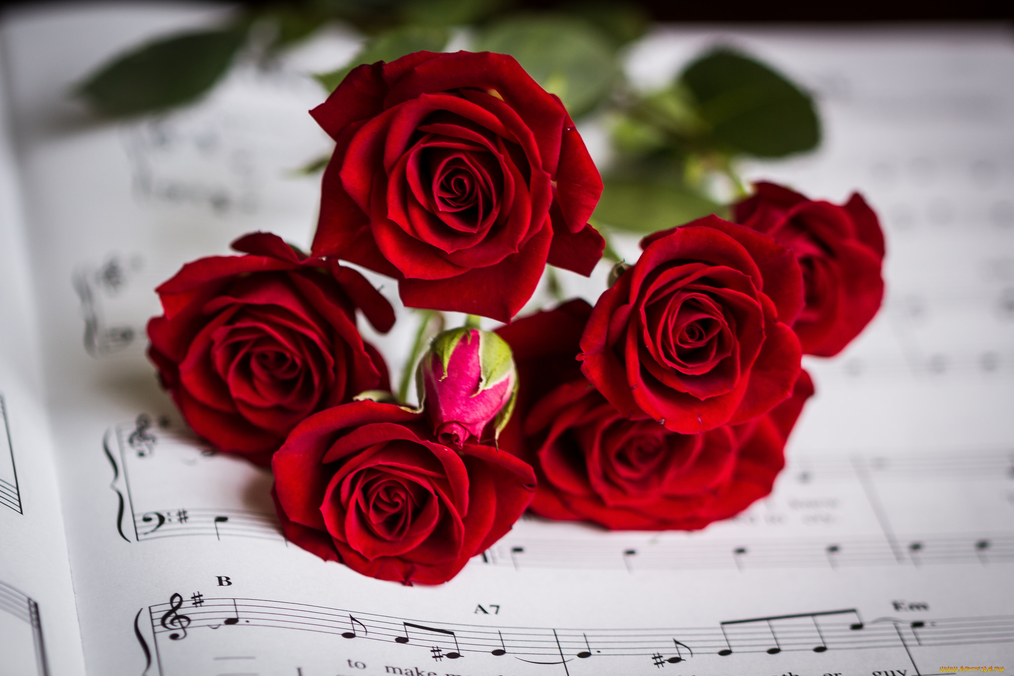 цветы, розы, bud, rose, цветение, petals, leaves, blossoms, роза, лепестки, бутон, листья