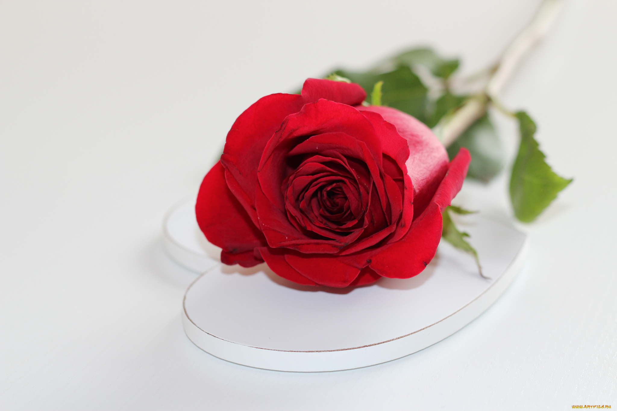 цветы, розы, leaves, rose, blossoms, petals, роза, bud, бутон, лепестки, цветение, листья