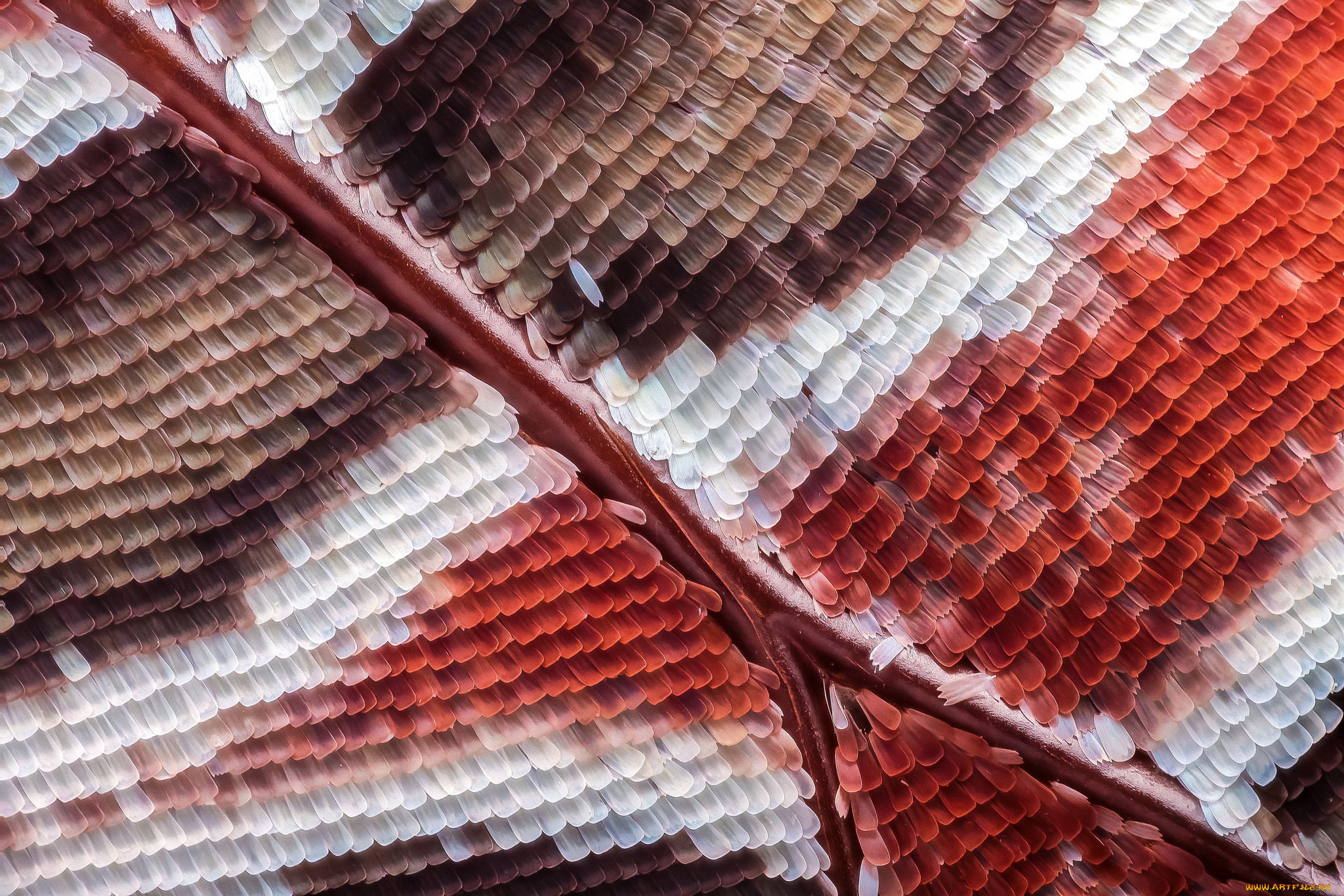 разное, текстуры, чешуйки, макро, бабочка, крыло