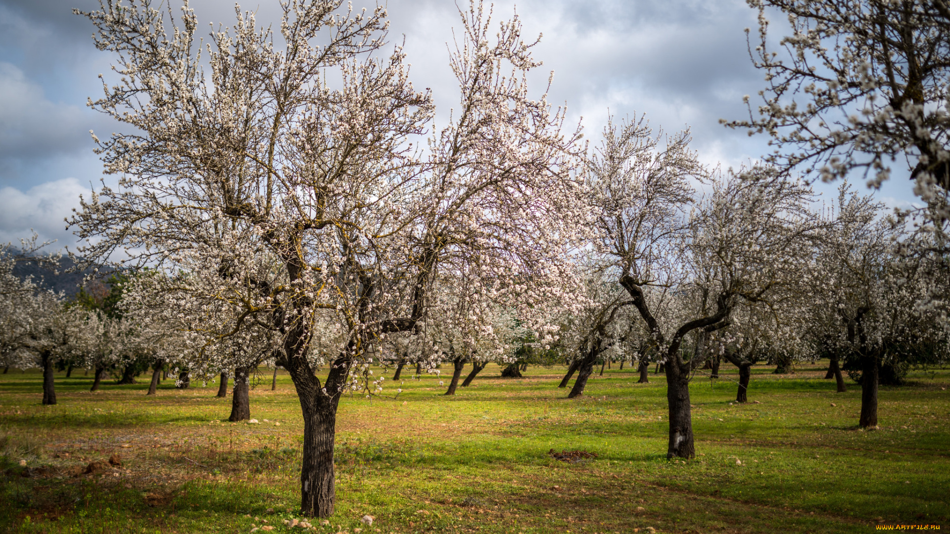 природа, деревья, сад