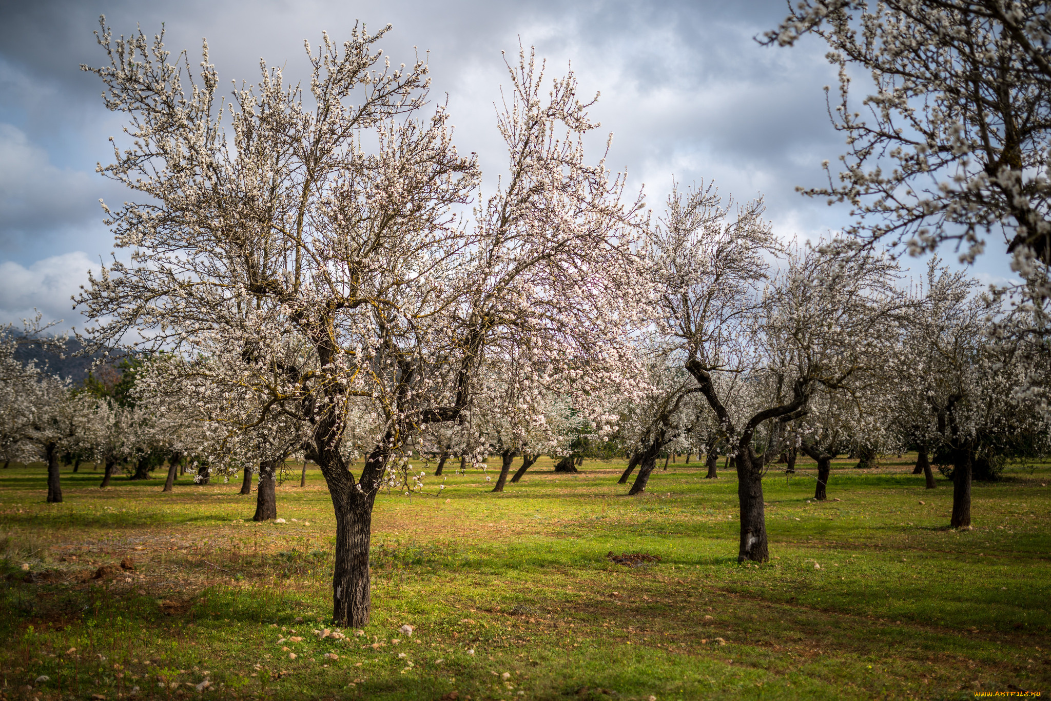 природа, деревья, сад