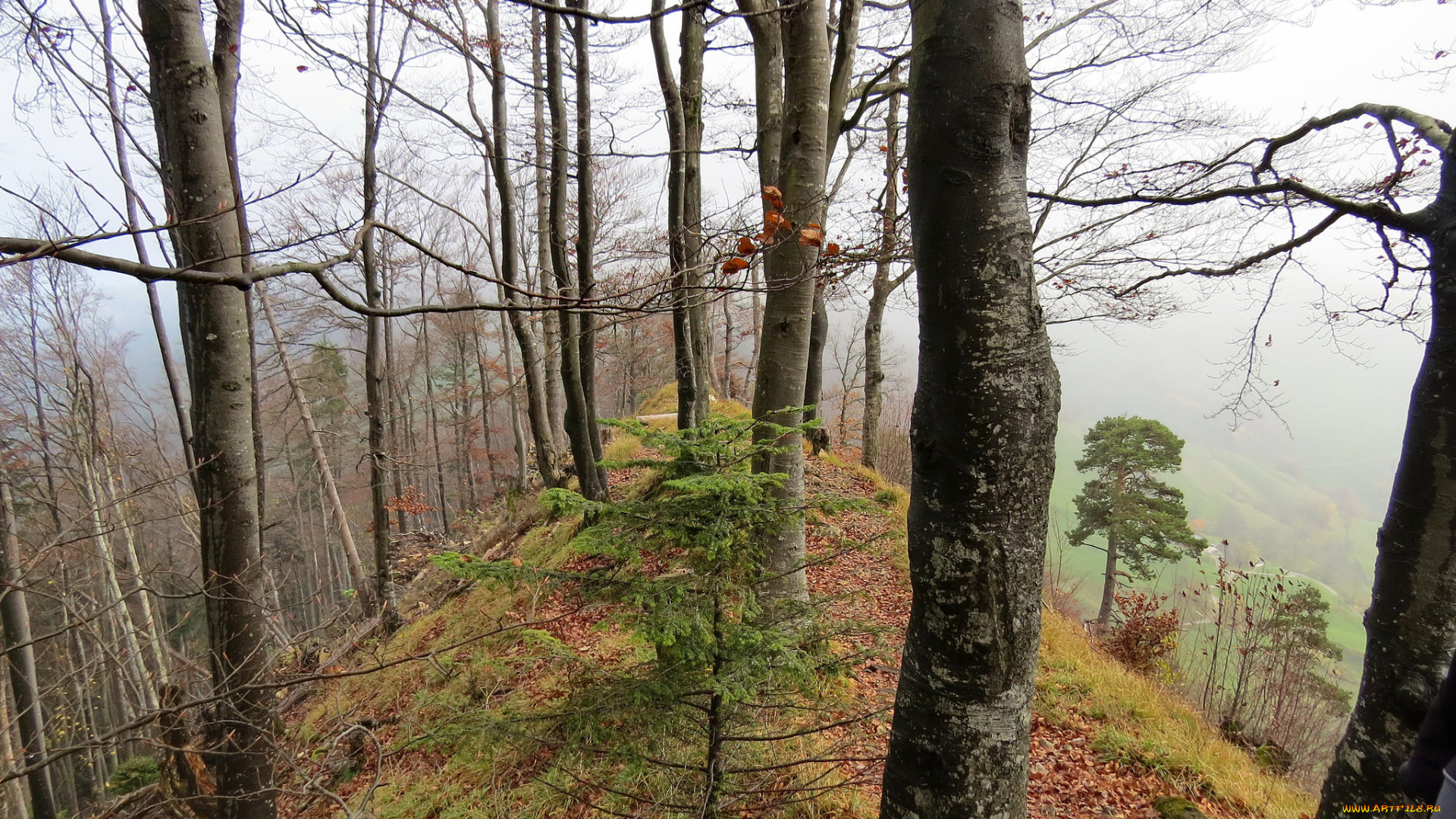 природа, лес, холм, осень