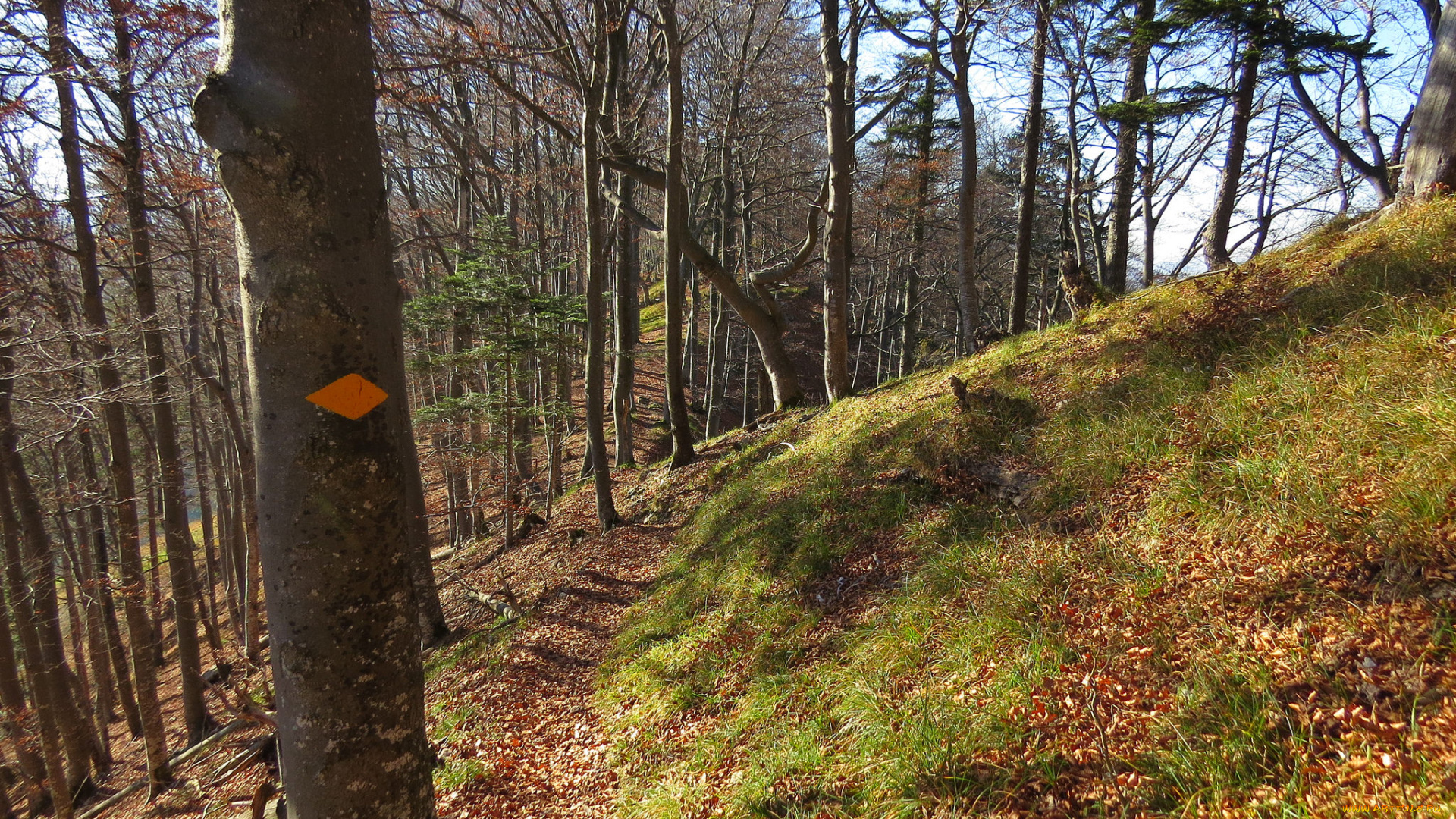 природа, лес, осень