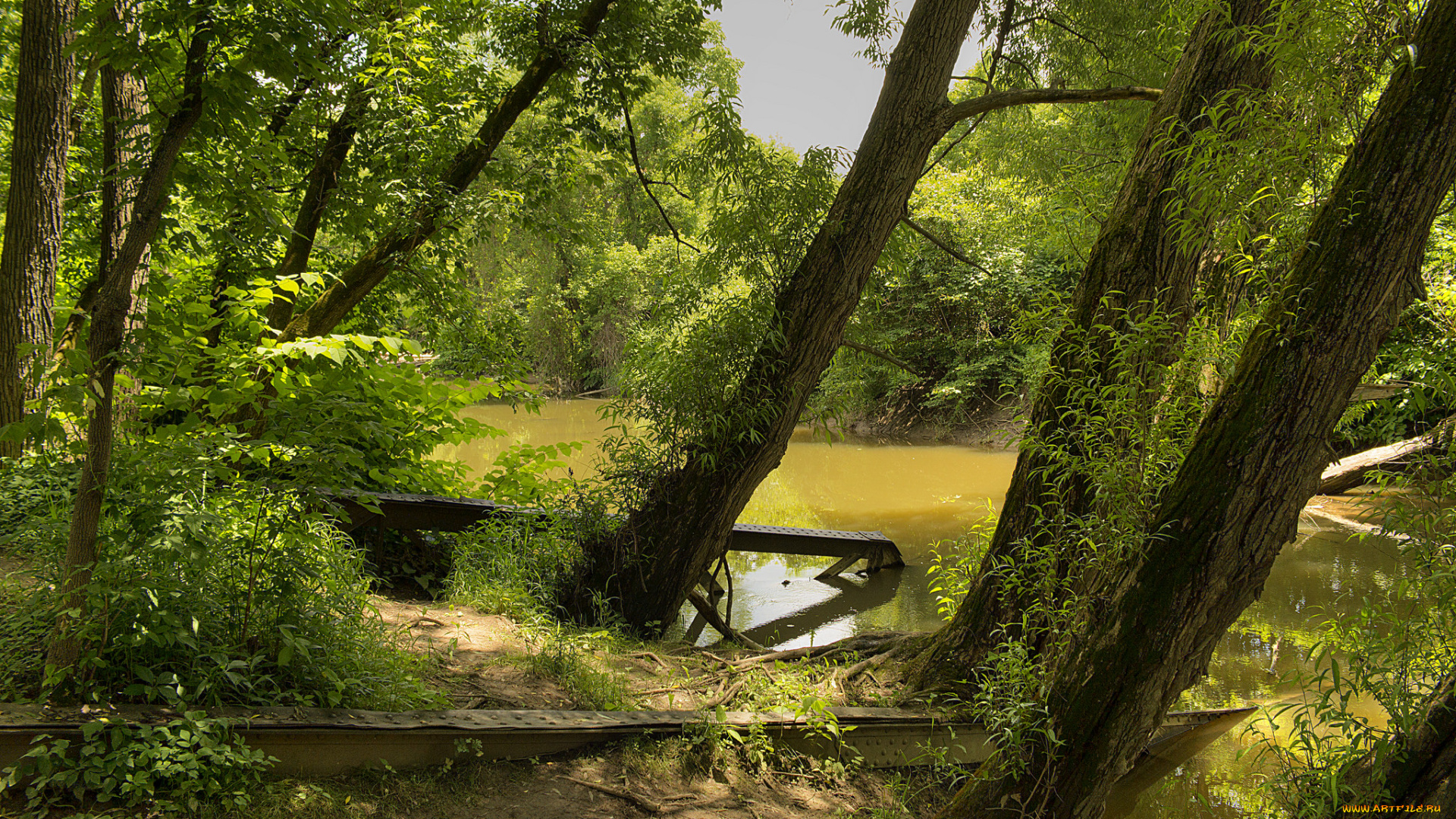 природа, реки, озера, лес, река