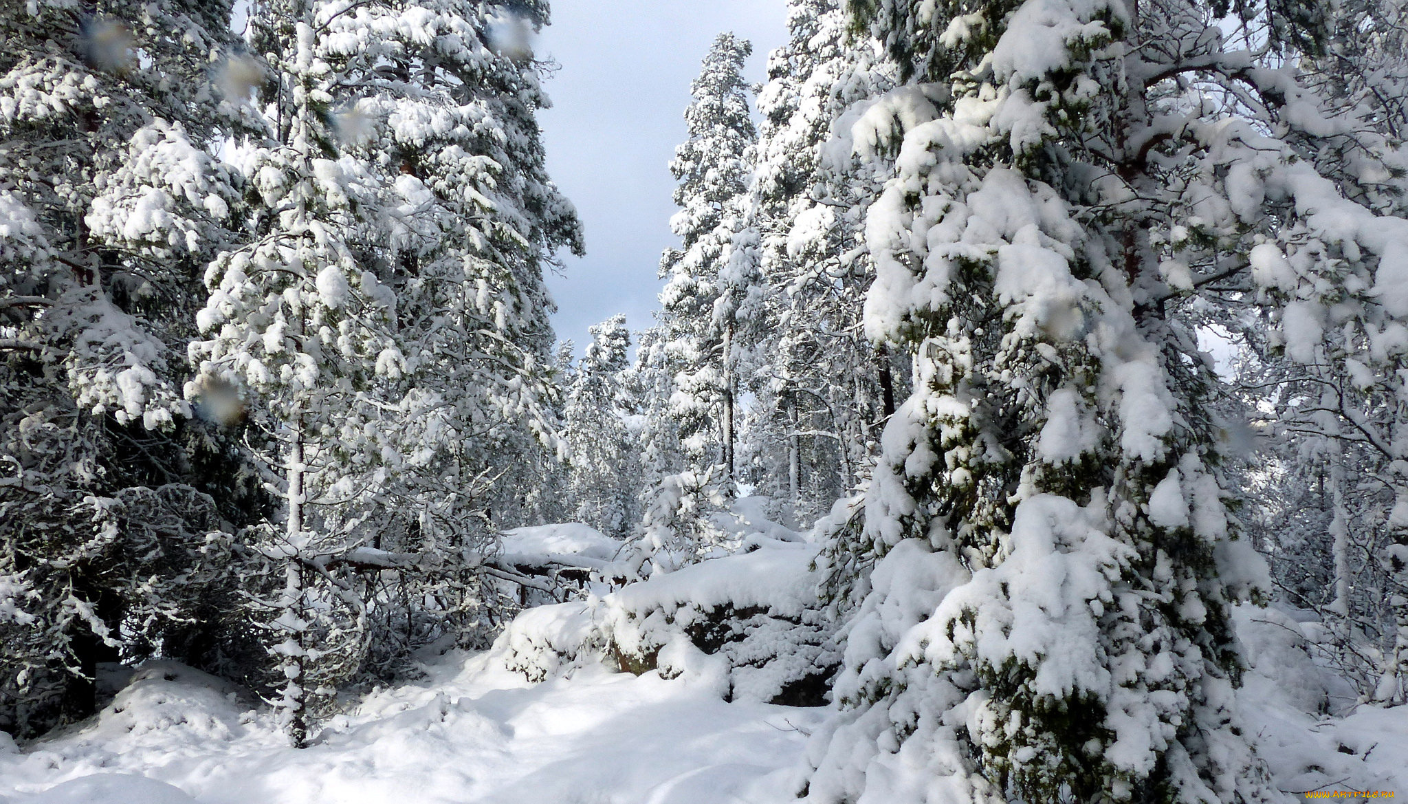 природа, зима, снег