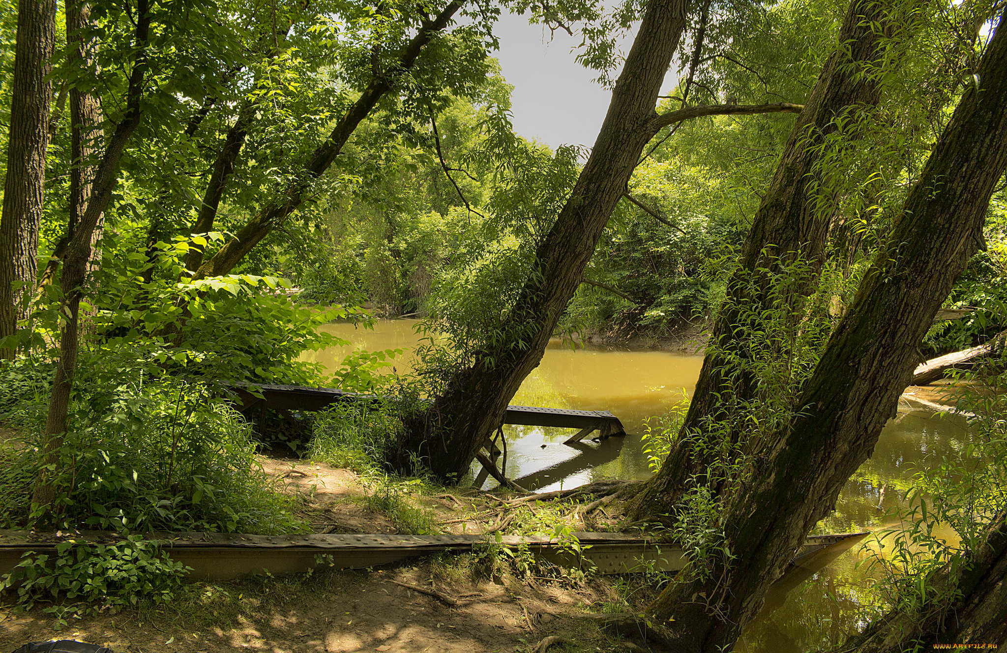 природа, реки, озера, лес, река