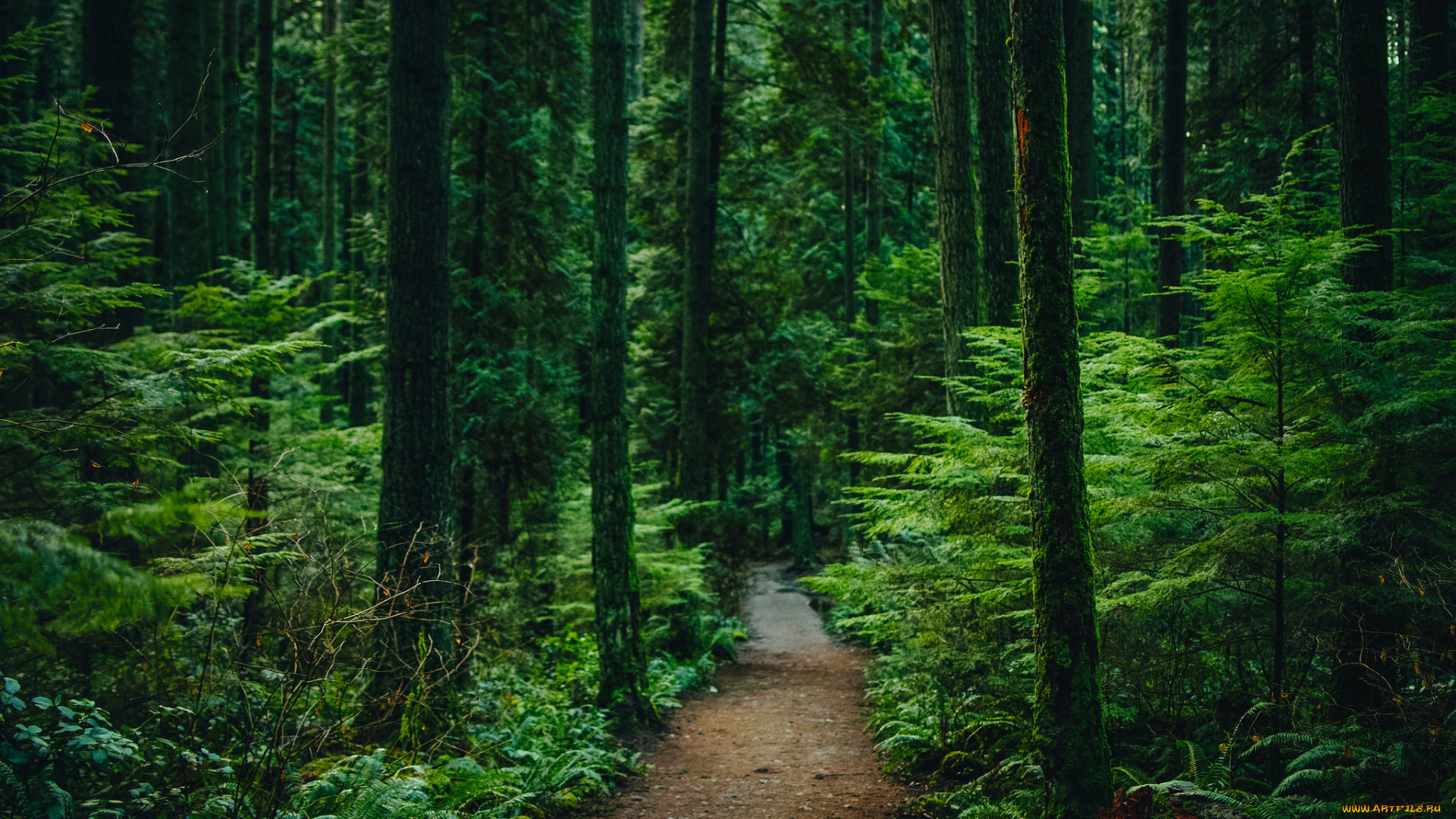 природа, дороги, простор