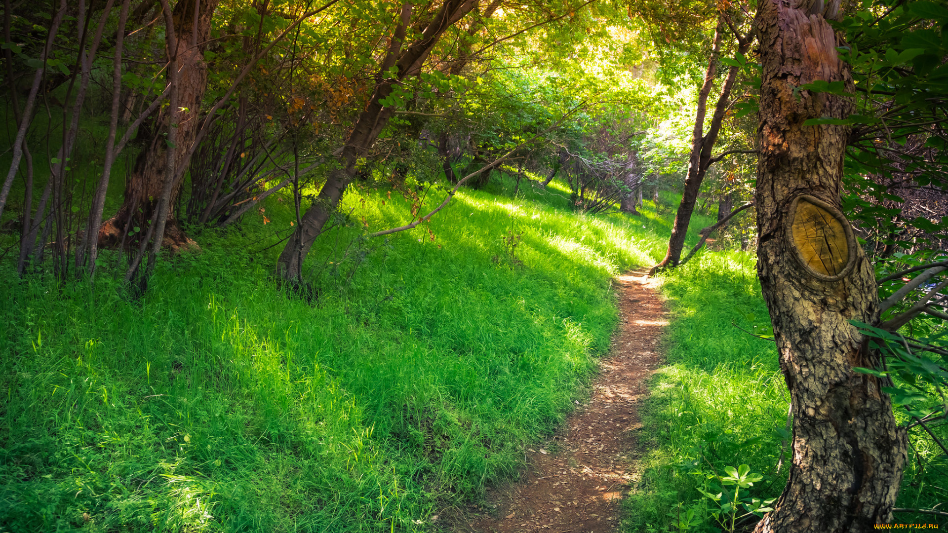 природа, дороги, простор