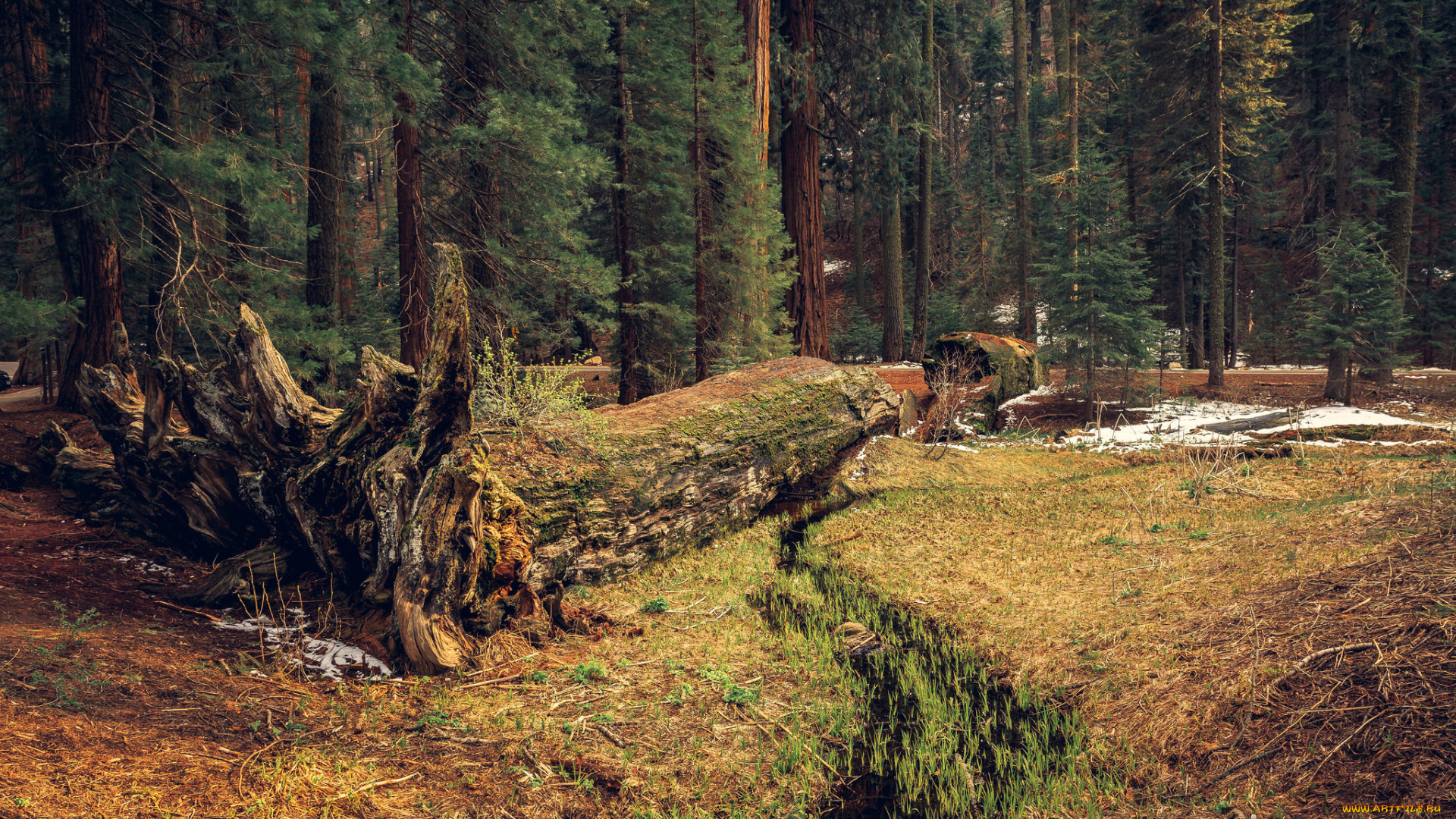 природа, лес, простор