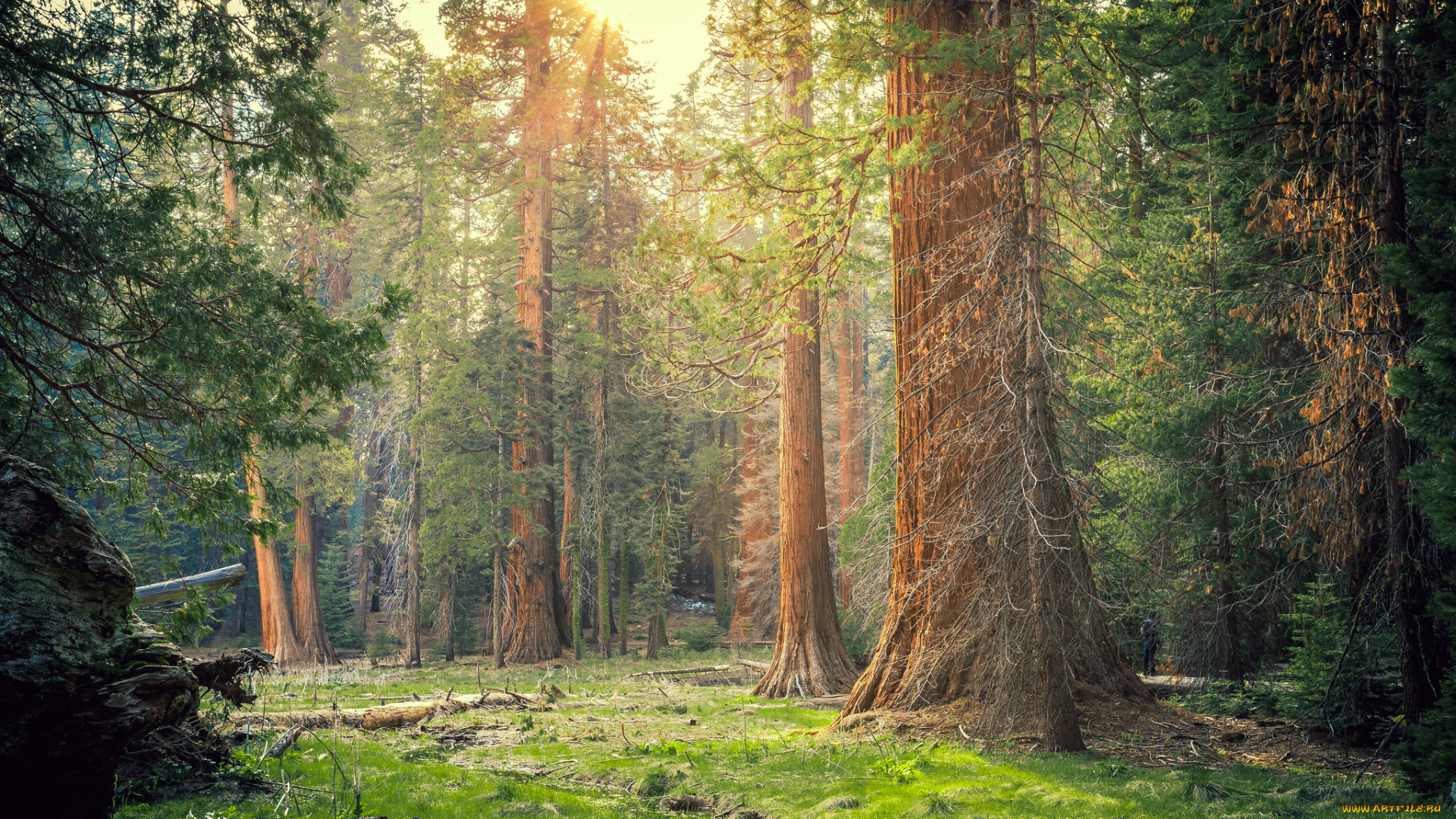 природа, лес, простор, национальный, парк, секвойя, калифорния, солнечный, свет, секвойи, деревья
